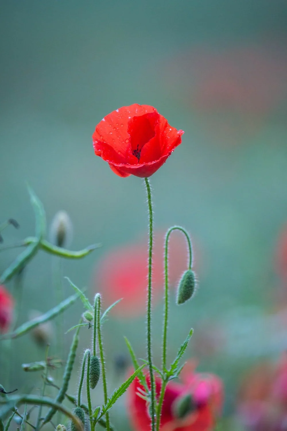 When the Two Minutes Leave Room: Remembrance, Small Rituals and the Strange Comfort of Ordinary Things