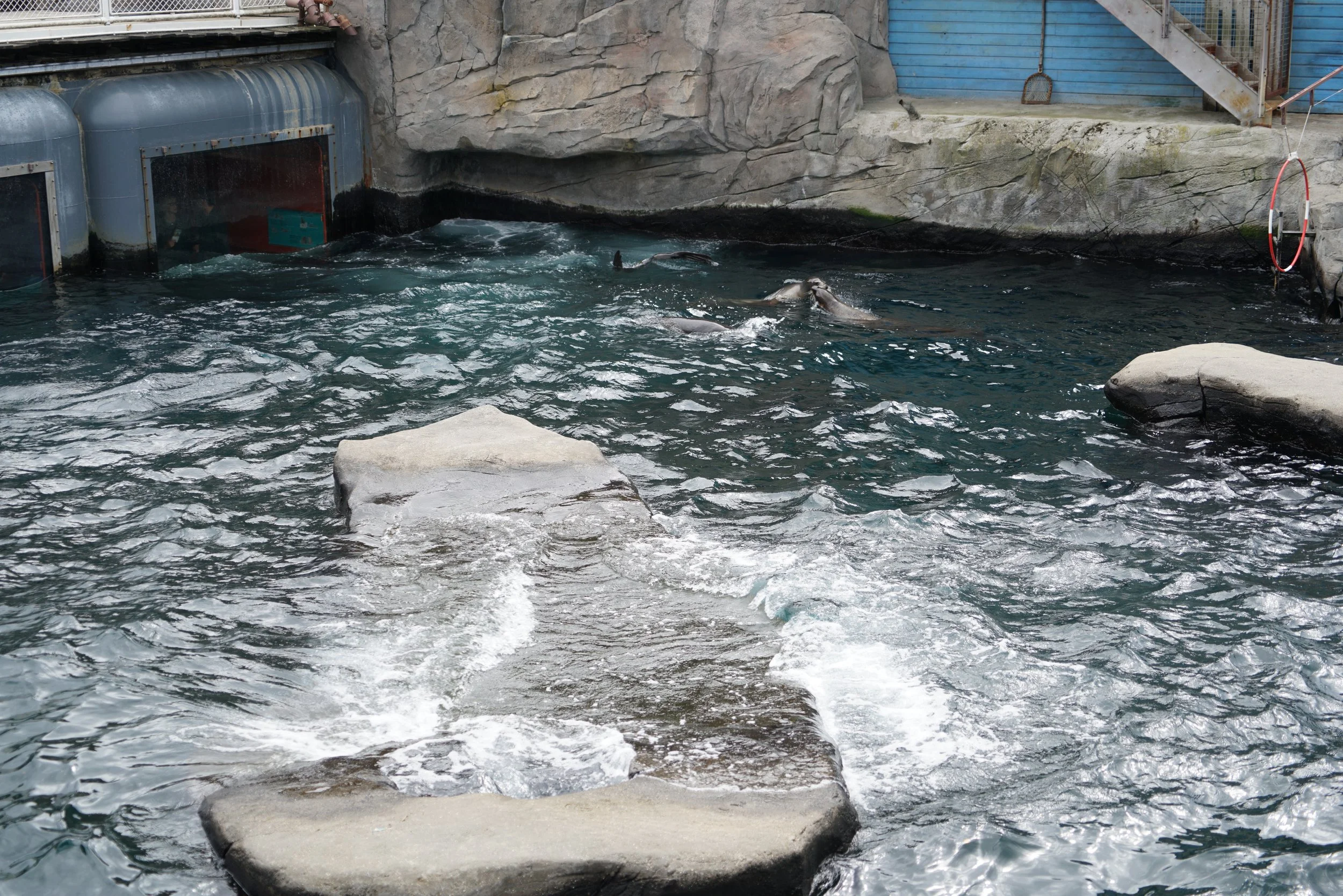 Aquarium mit Wasser, Felsen und Delfinen, die im Wasser schwimmen