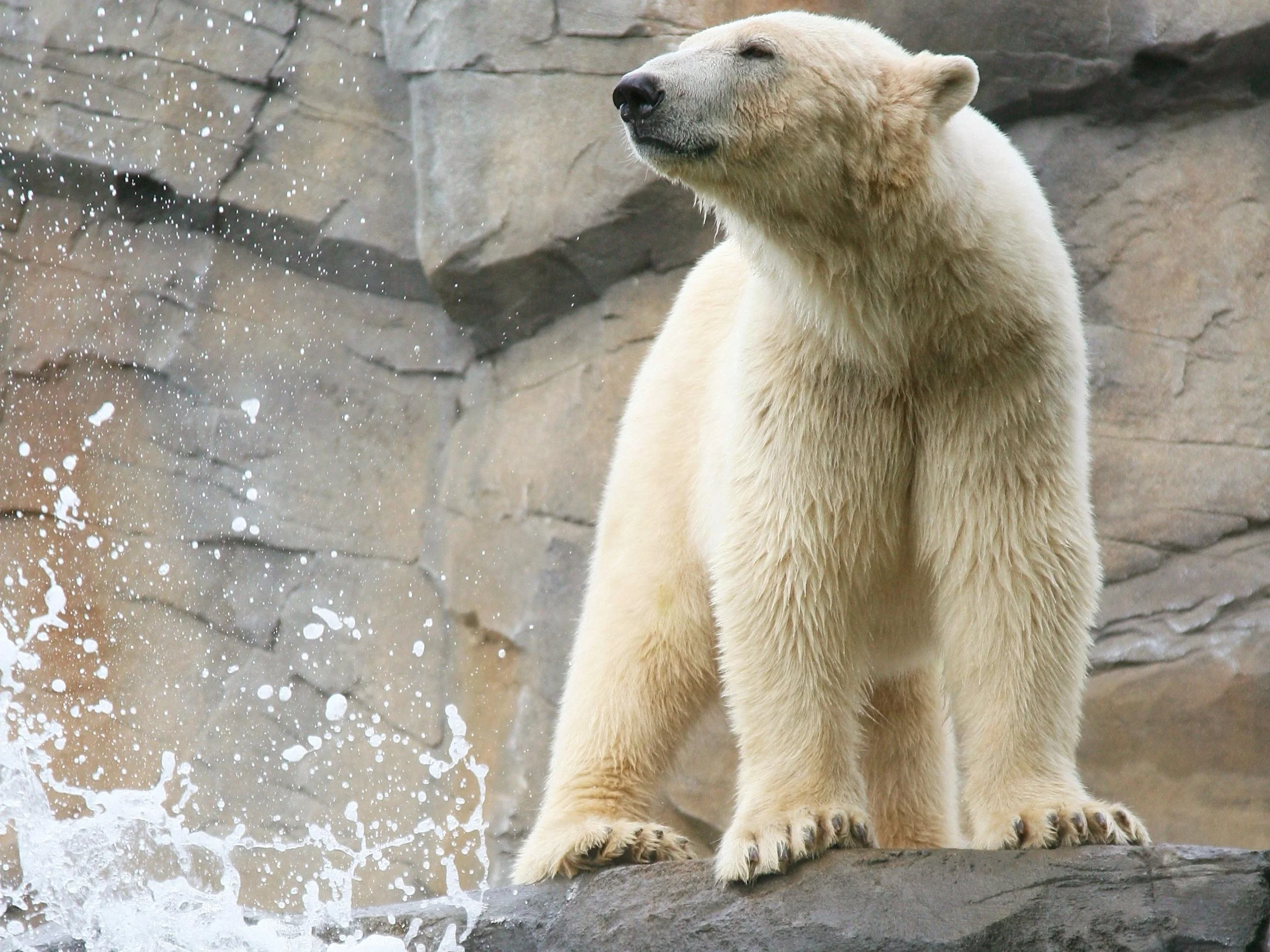 Two polar bears play in the water on a riverbank, with rocks in the foreground, dated 07/30/2010.