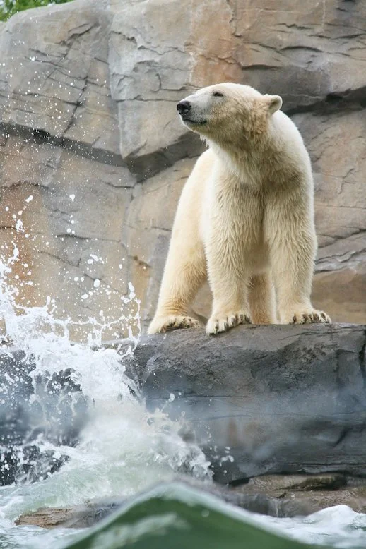 Eisbär auf einer Felsformation vor der künstlichen Welle von API WATER FUN in Yukon Bay, Erlebnis-Zoo Hannover