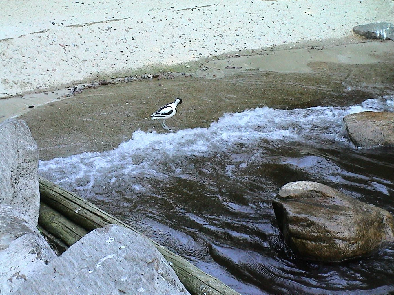 Ein kleiner Vogel steht am Ufer eines fließenden Flusses mit Steinen und Holzstücken im Wasser.