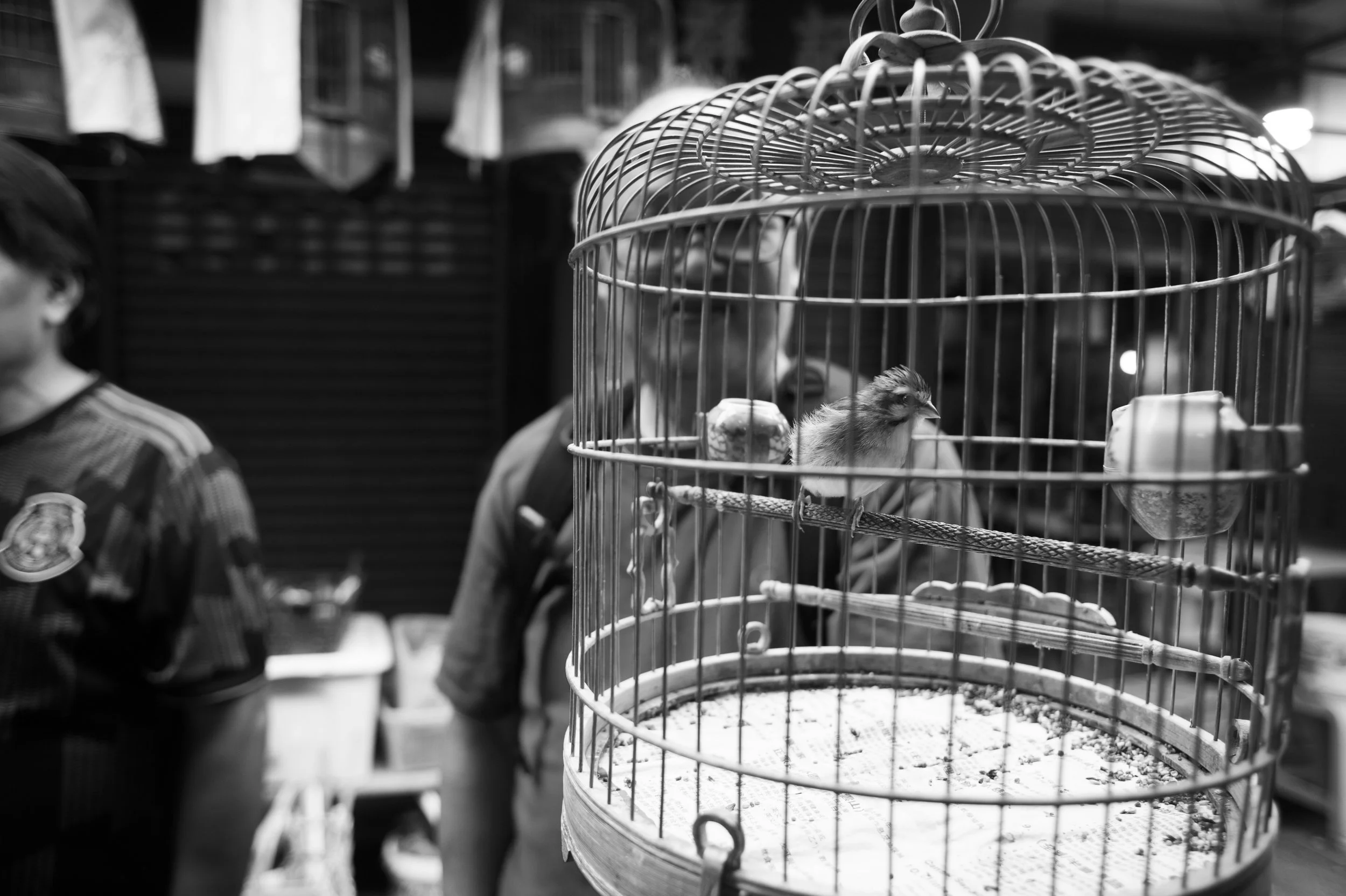 Bird market園圃街雀鳥花園