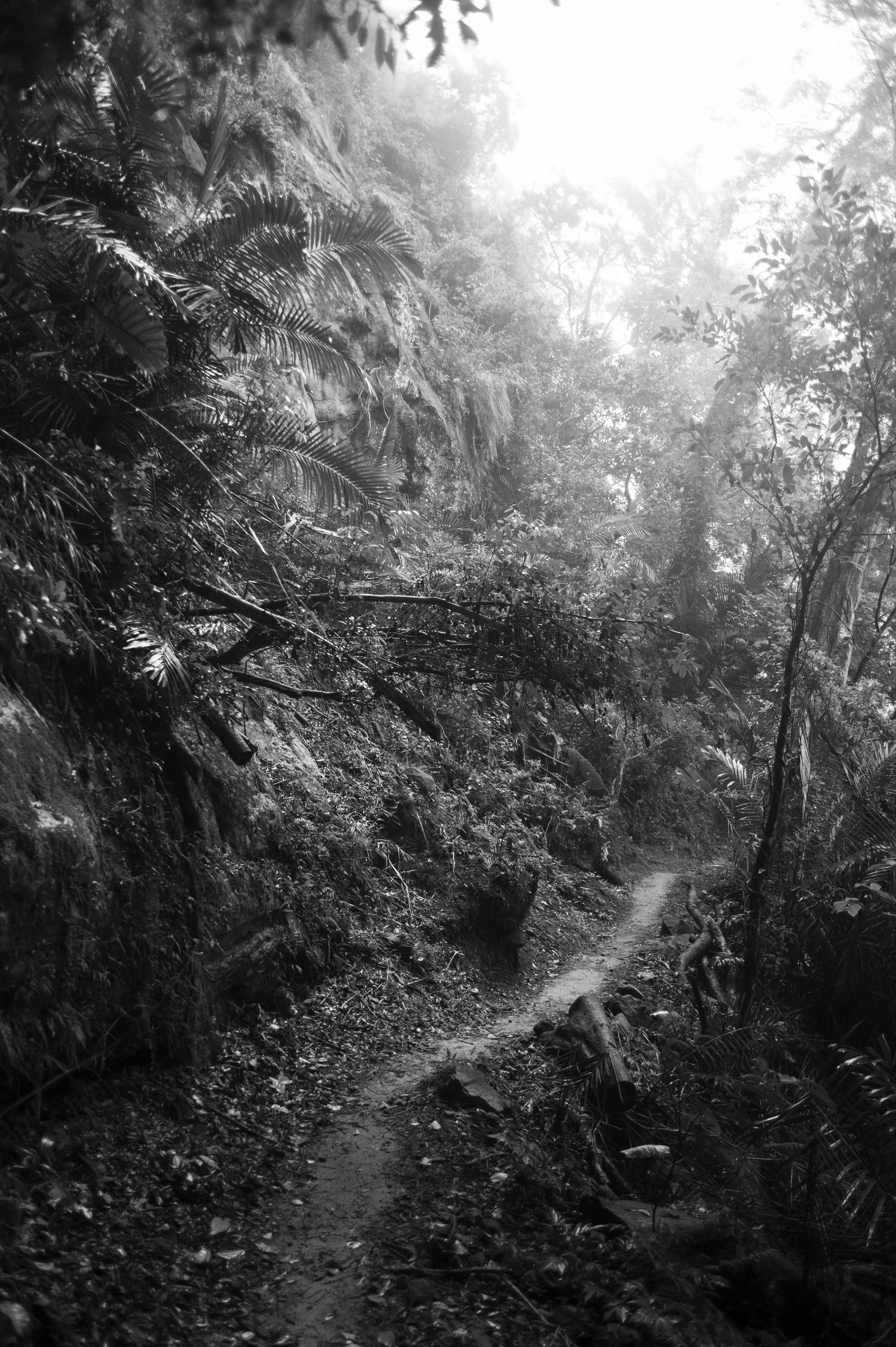 DSC_0386 ACR. m,bw.jpg