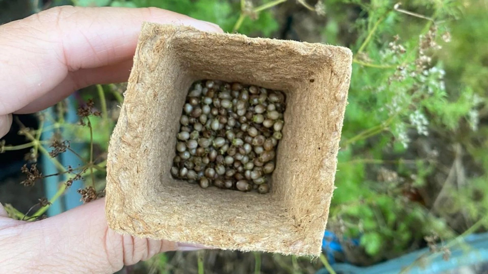 diy seedling pots activity for kids