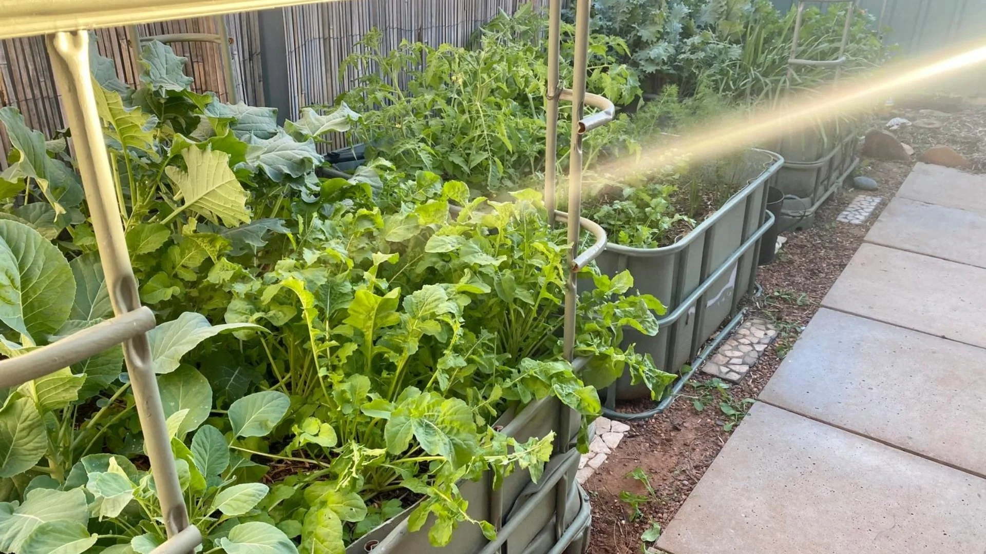 sunlight and plant growth experiment