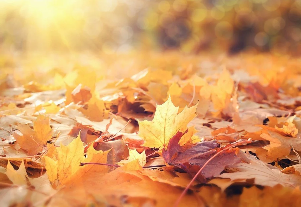 die schönsten citytrips im herbst