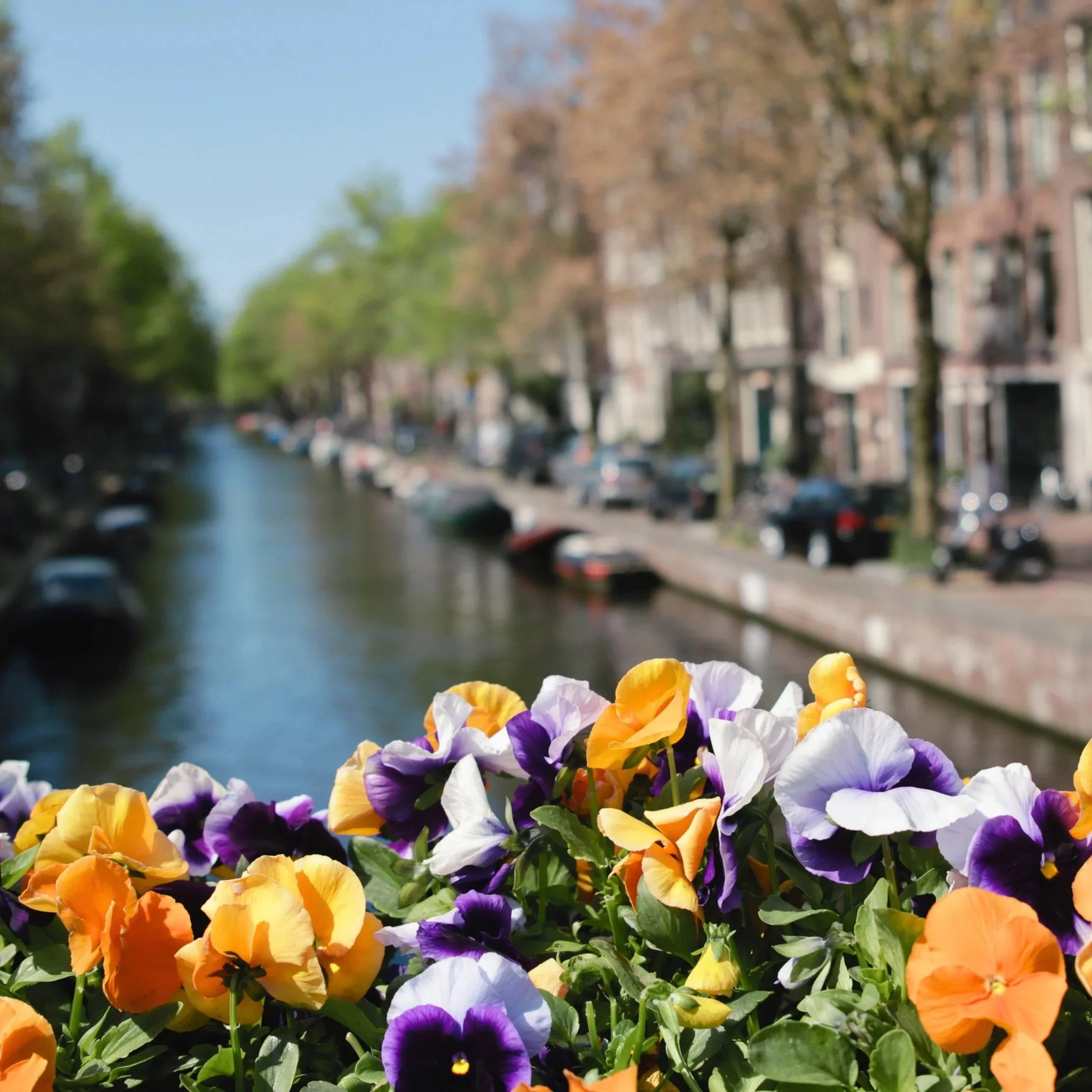 Nützliche Tipps Für Amsterdam