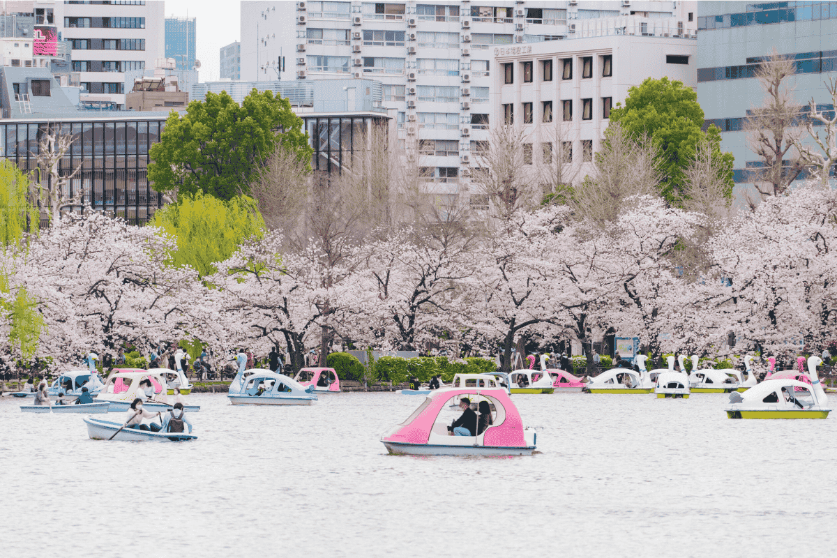 See mit bunten Booten vor den Häusern von Tokyo zur Kirschblüte