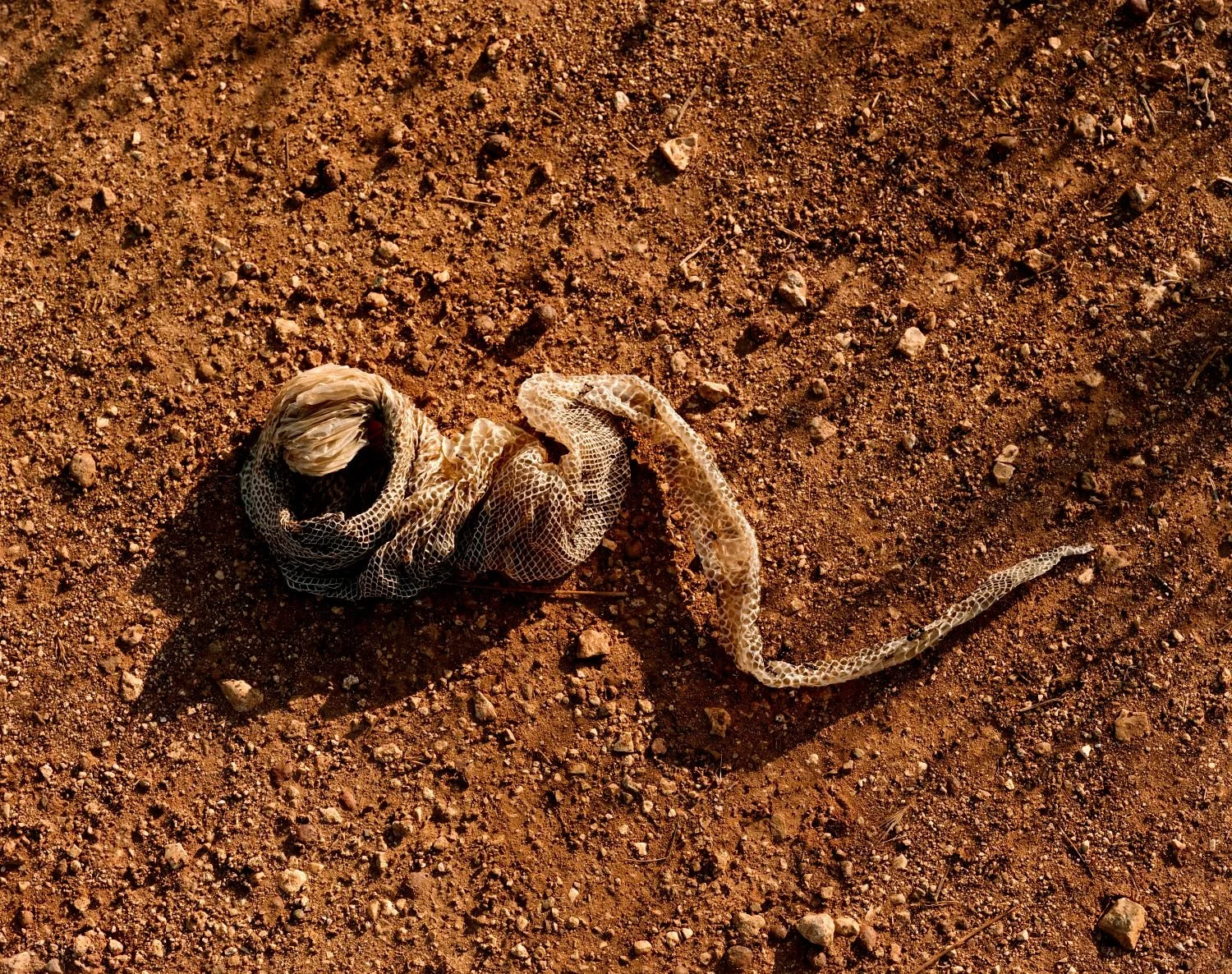 Snake skin being eaten by ants