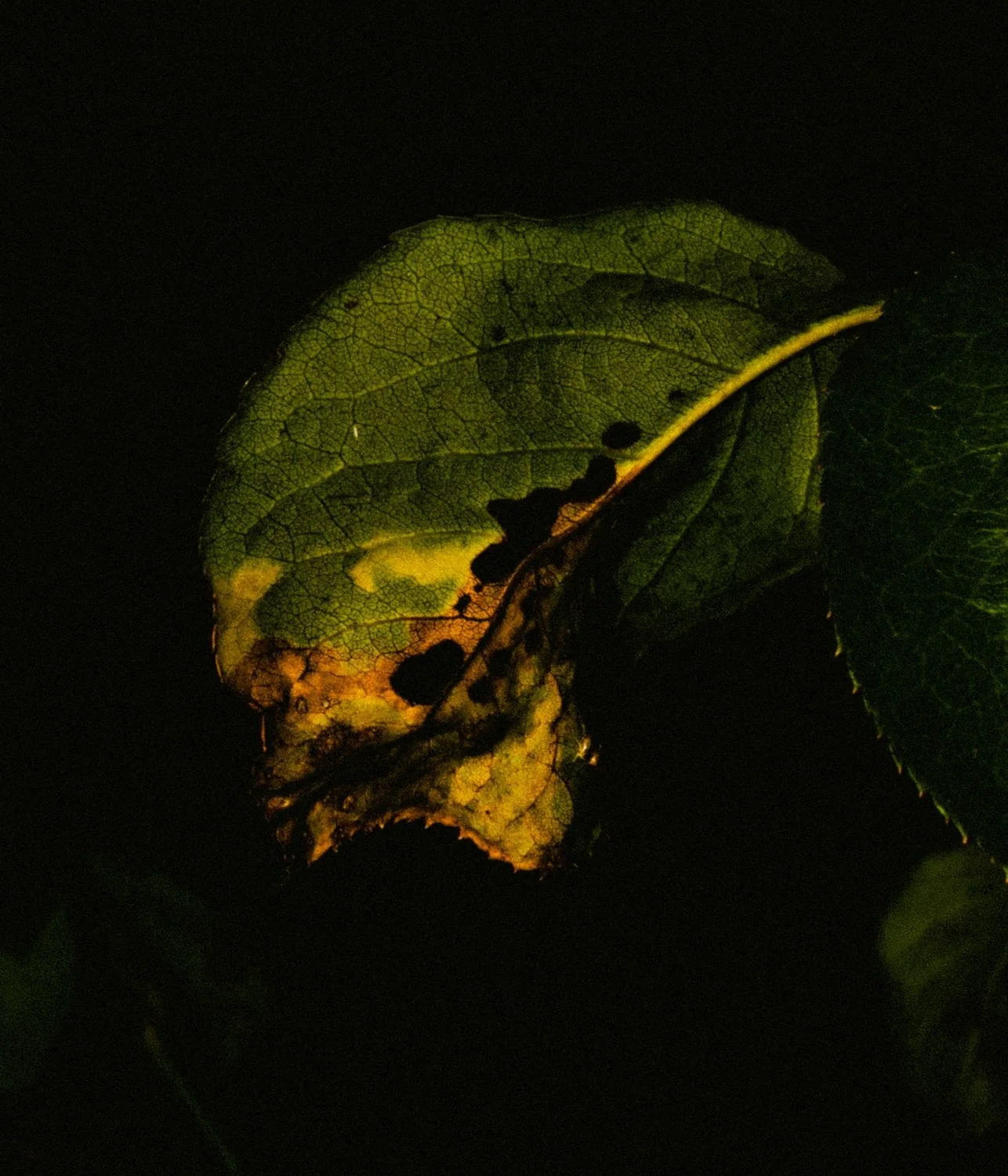 Sick Rose Bush Leaf. Former Miners- Quarter