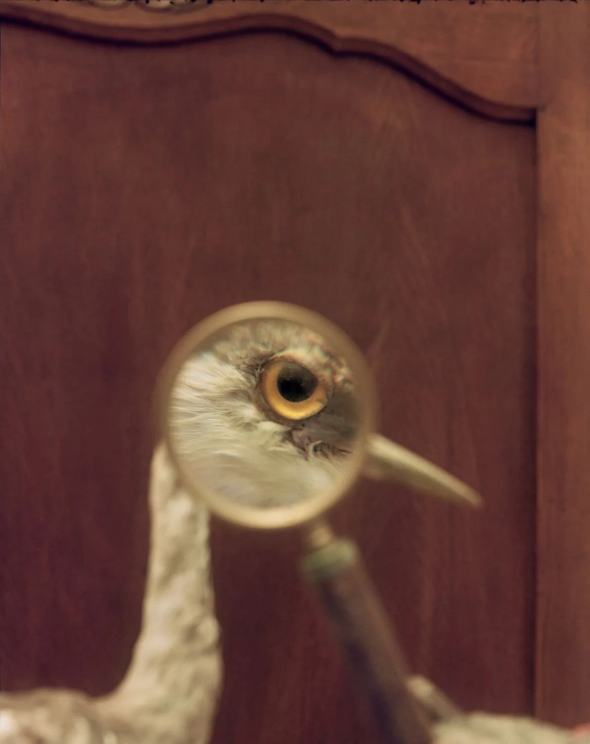 Eye 3
