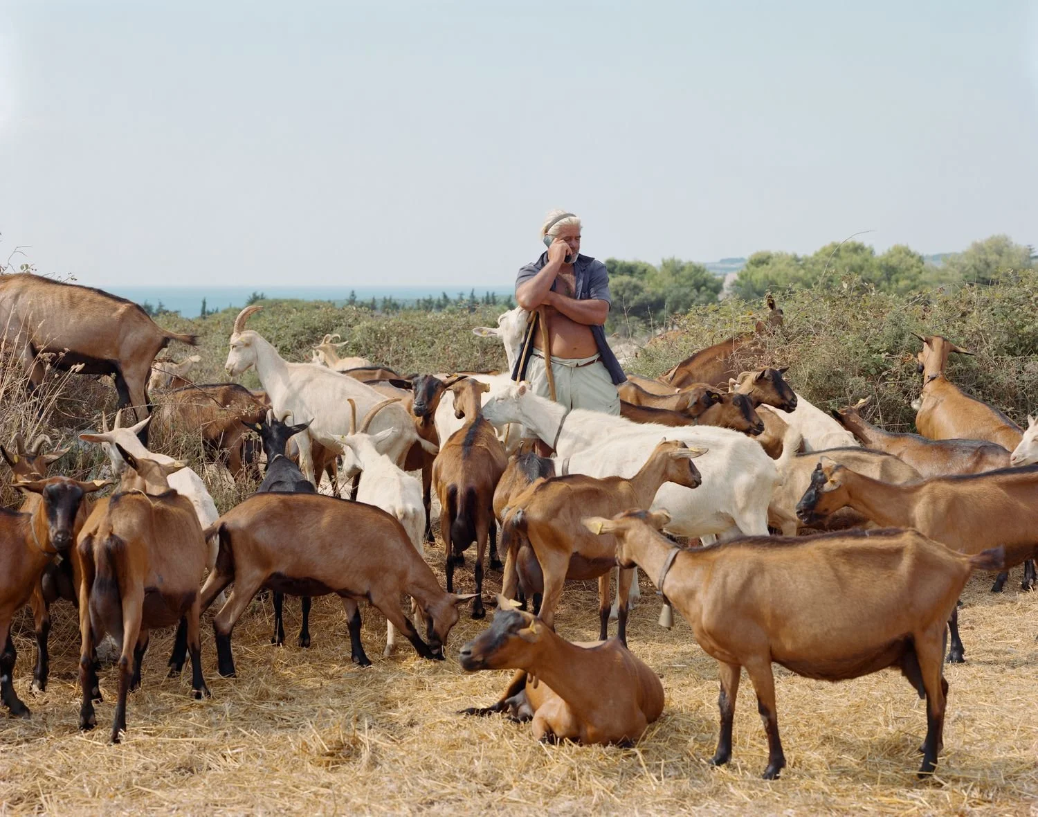 Angelo (goatherd)