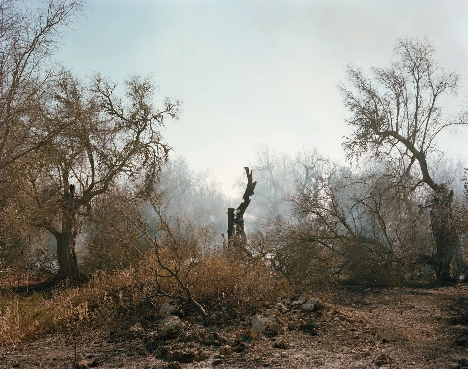 Olive trees on fire 37
