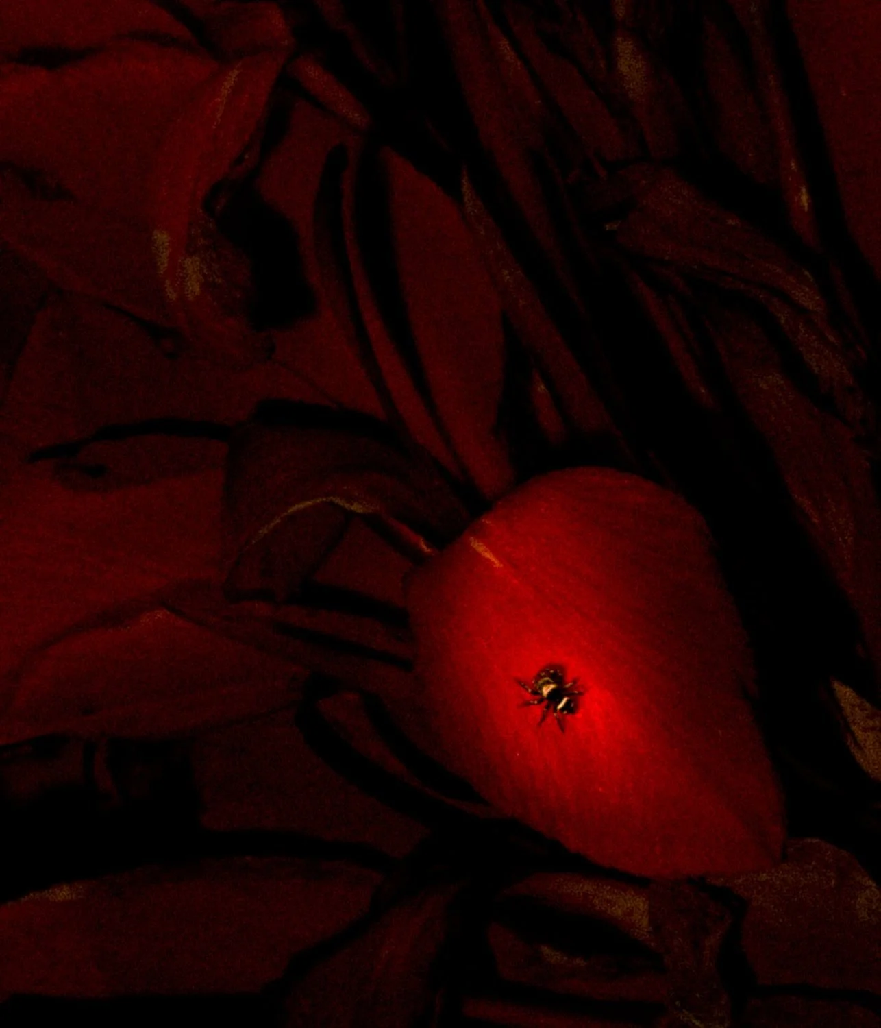 Canna Indica and spider. Former miners’ quarter.