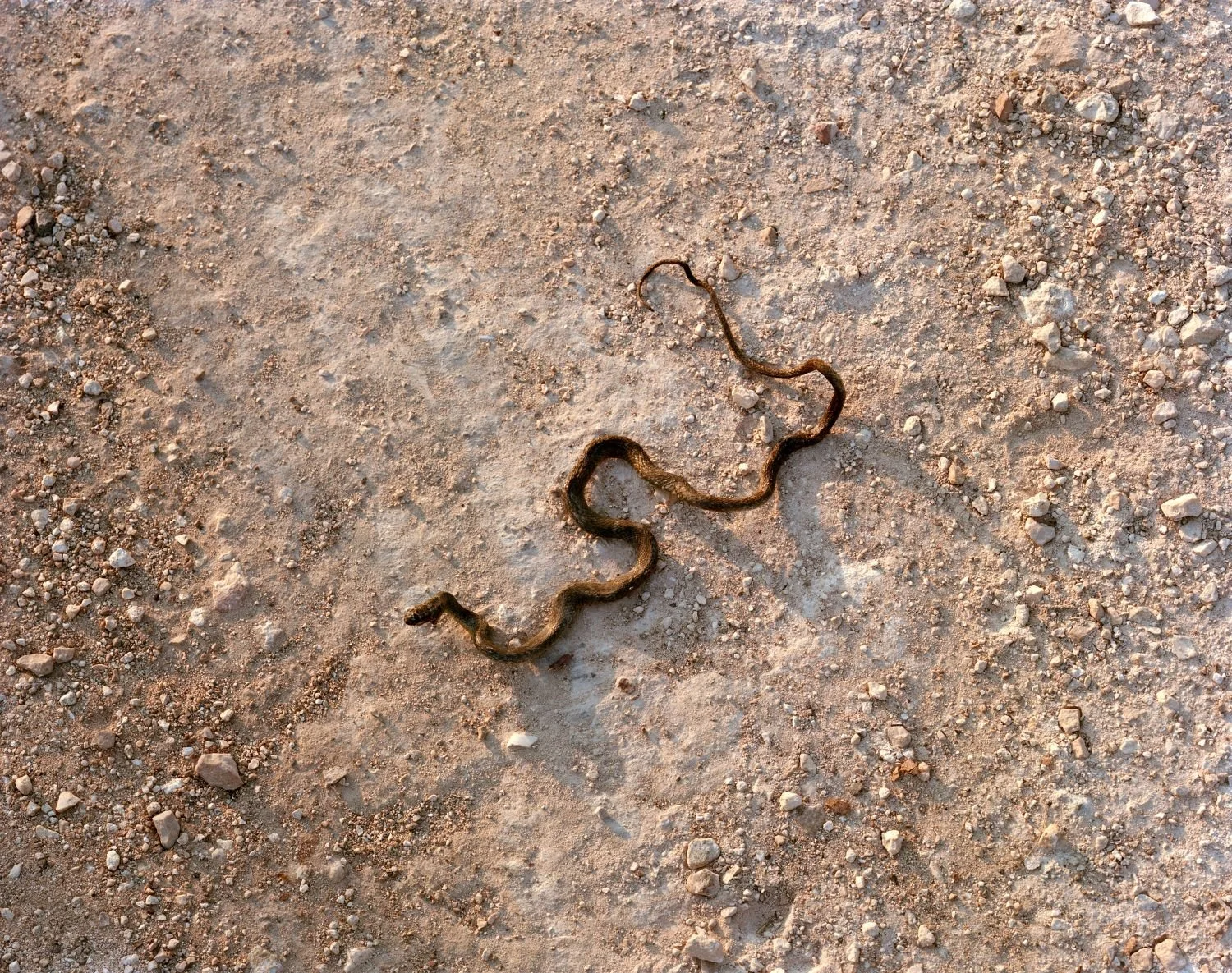 Baby Viper