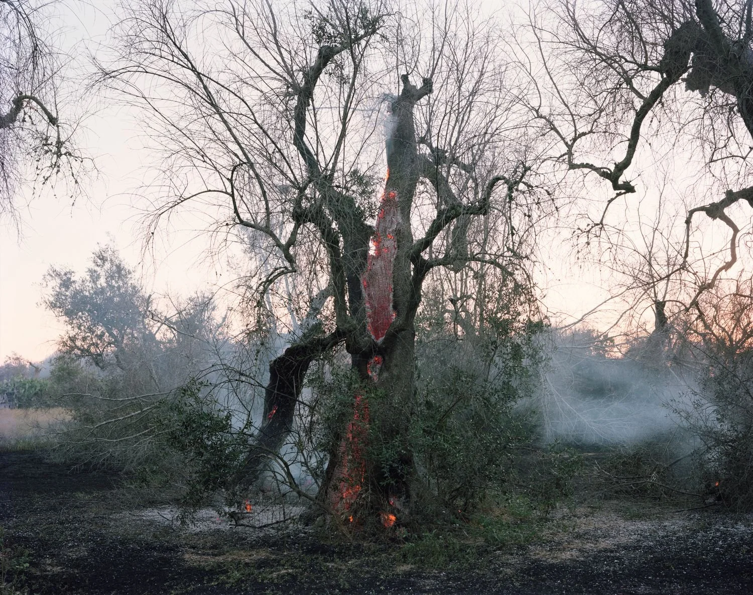 Olive trees on fire 35