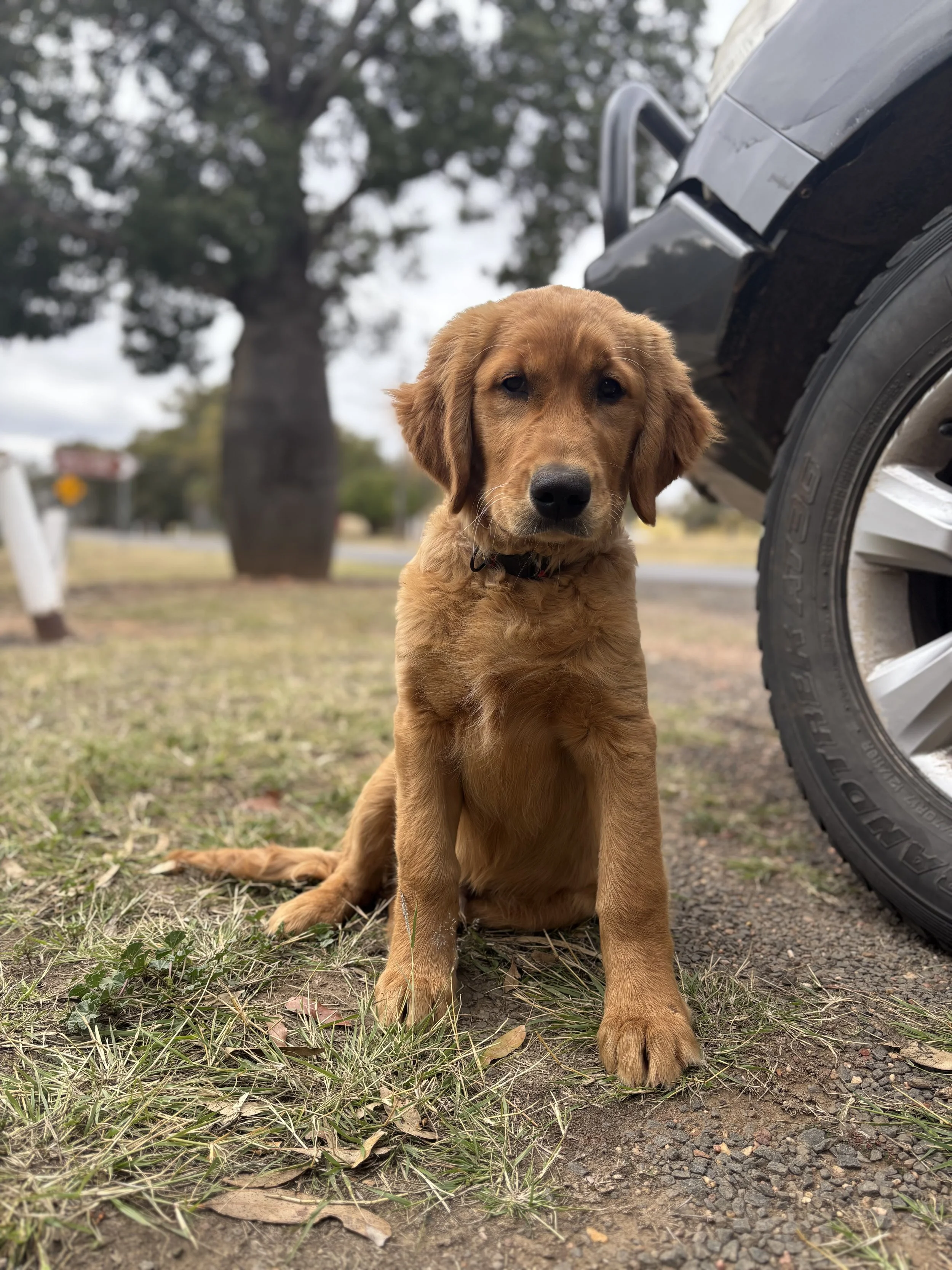 Cute golden retriever puppy sitting on grass next to a black vehicle, with a large tree in the background.