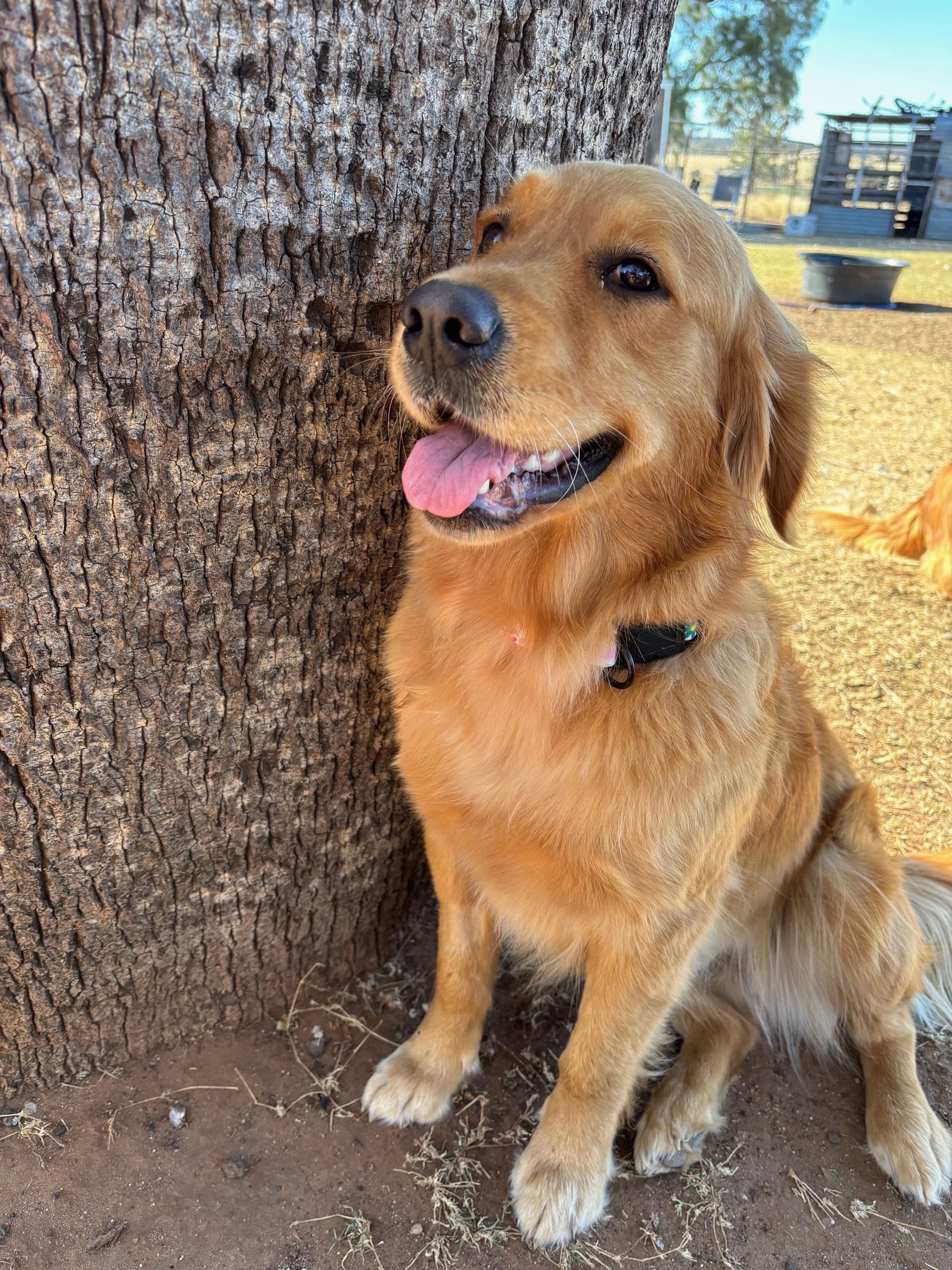 Golden retriever dog sitting beside a large tree, sticking out its tongue, in an outdoor area with a dog house and fencing in the background.