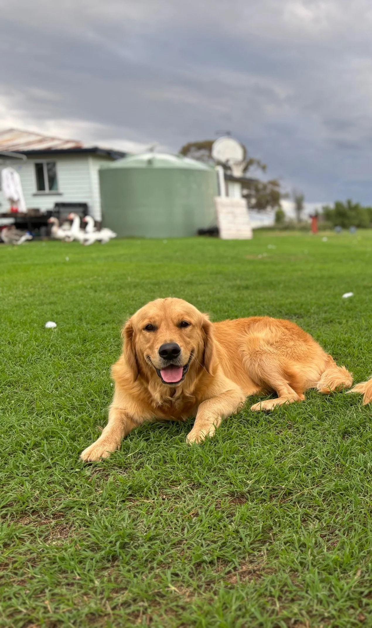 A happy golden retriever lying on green grass outside, under a cloudy sky. In the background are a house, a water tank, and a comet-shaped sculpture.