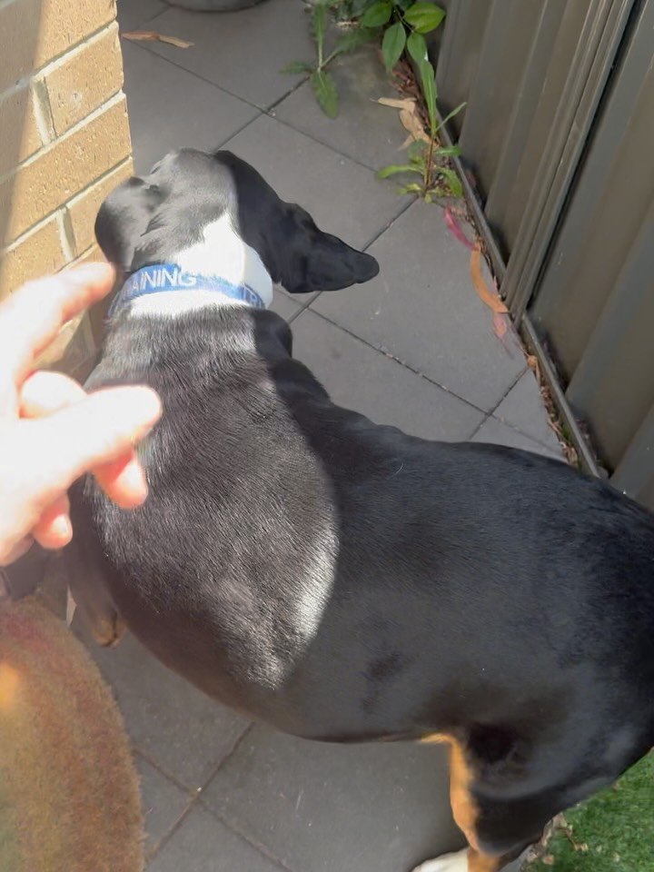 Just remove and install a new single glazed panel and doggy door install,One very happy dog this morning🐶