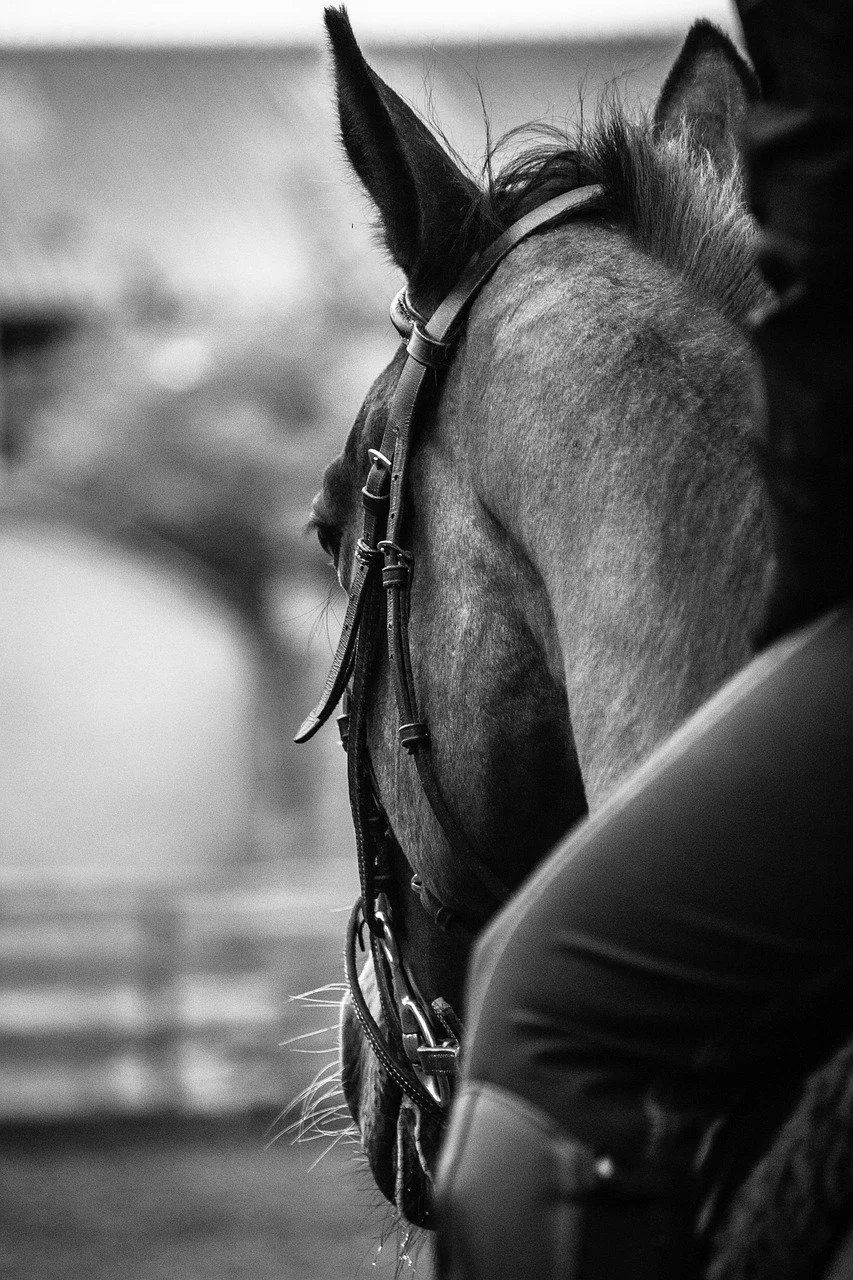 side of horse and rider in black and white