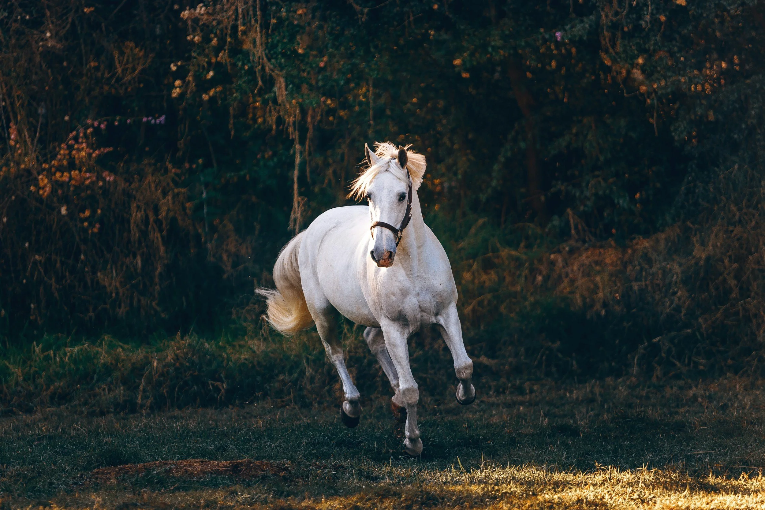 grey horse cantering in the fields