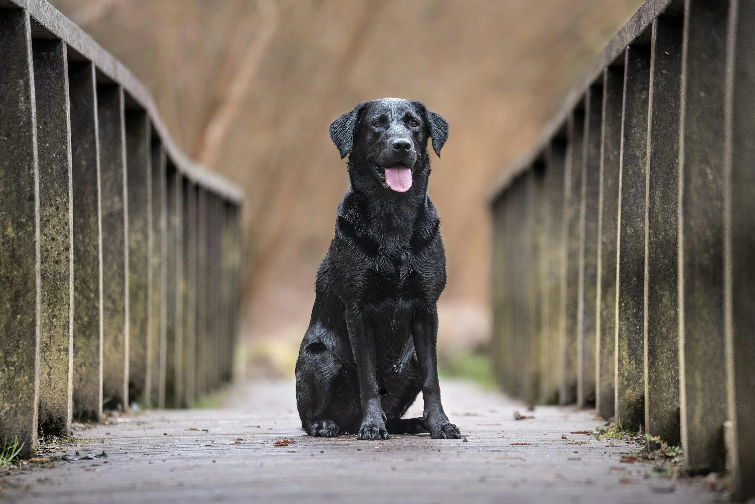 black lab sat on bridge