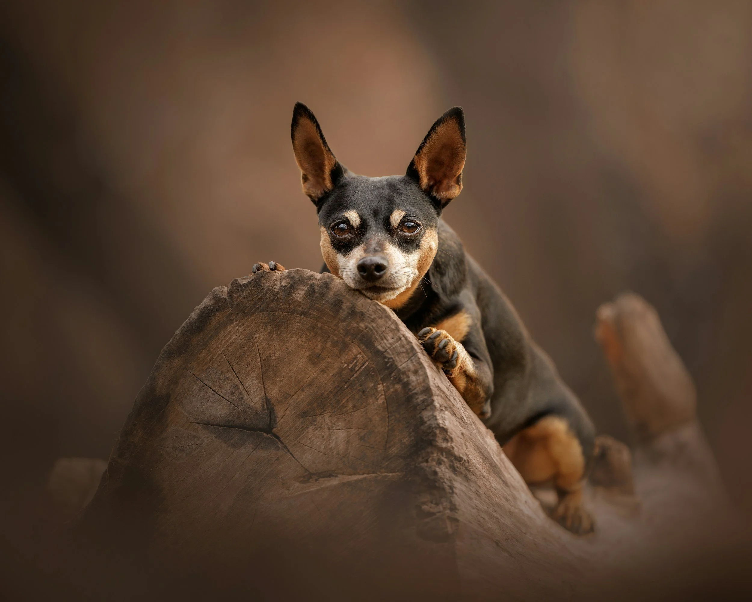 little dog with bug ears on a fallen down log