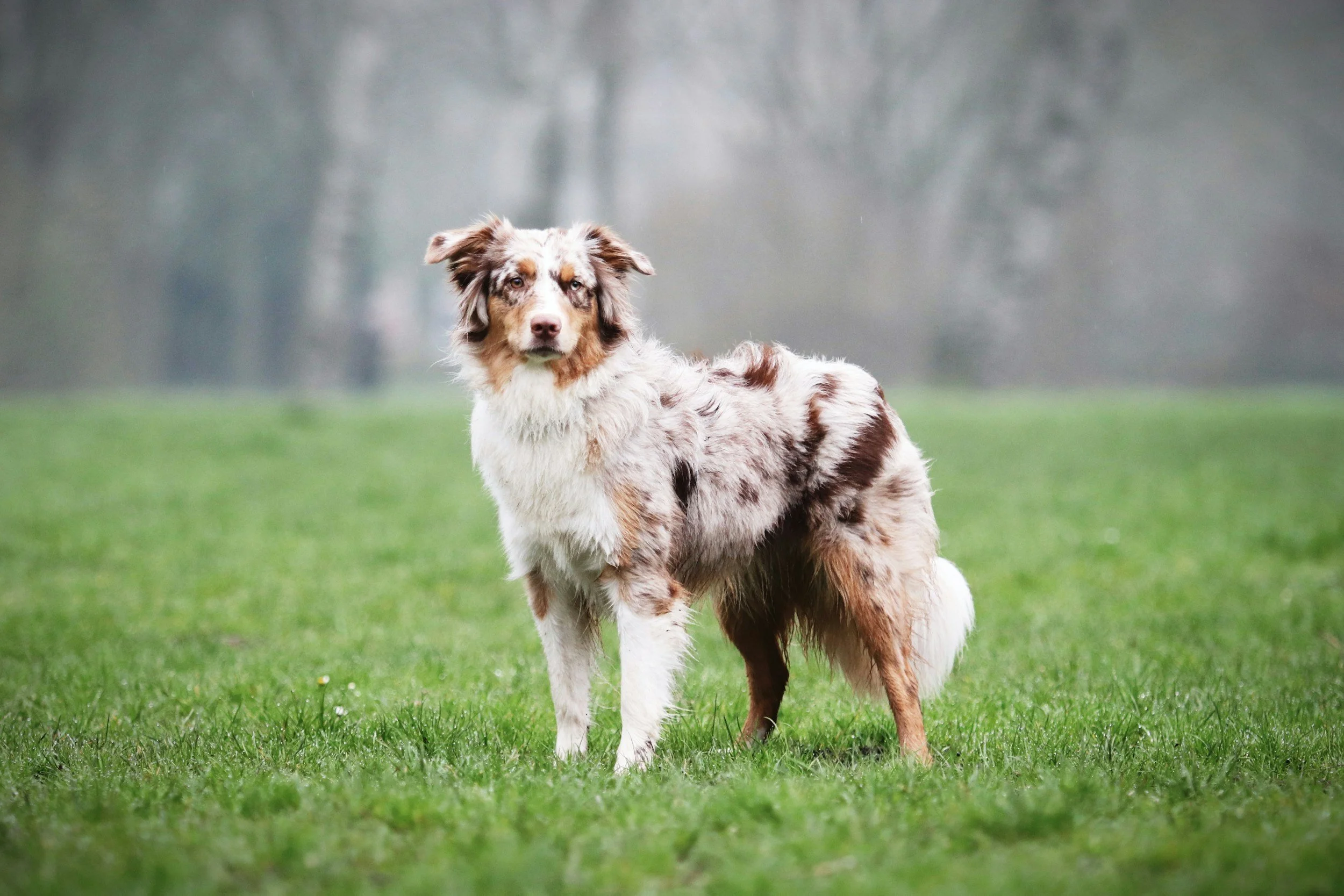border collie in field looking at the camera