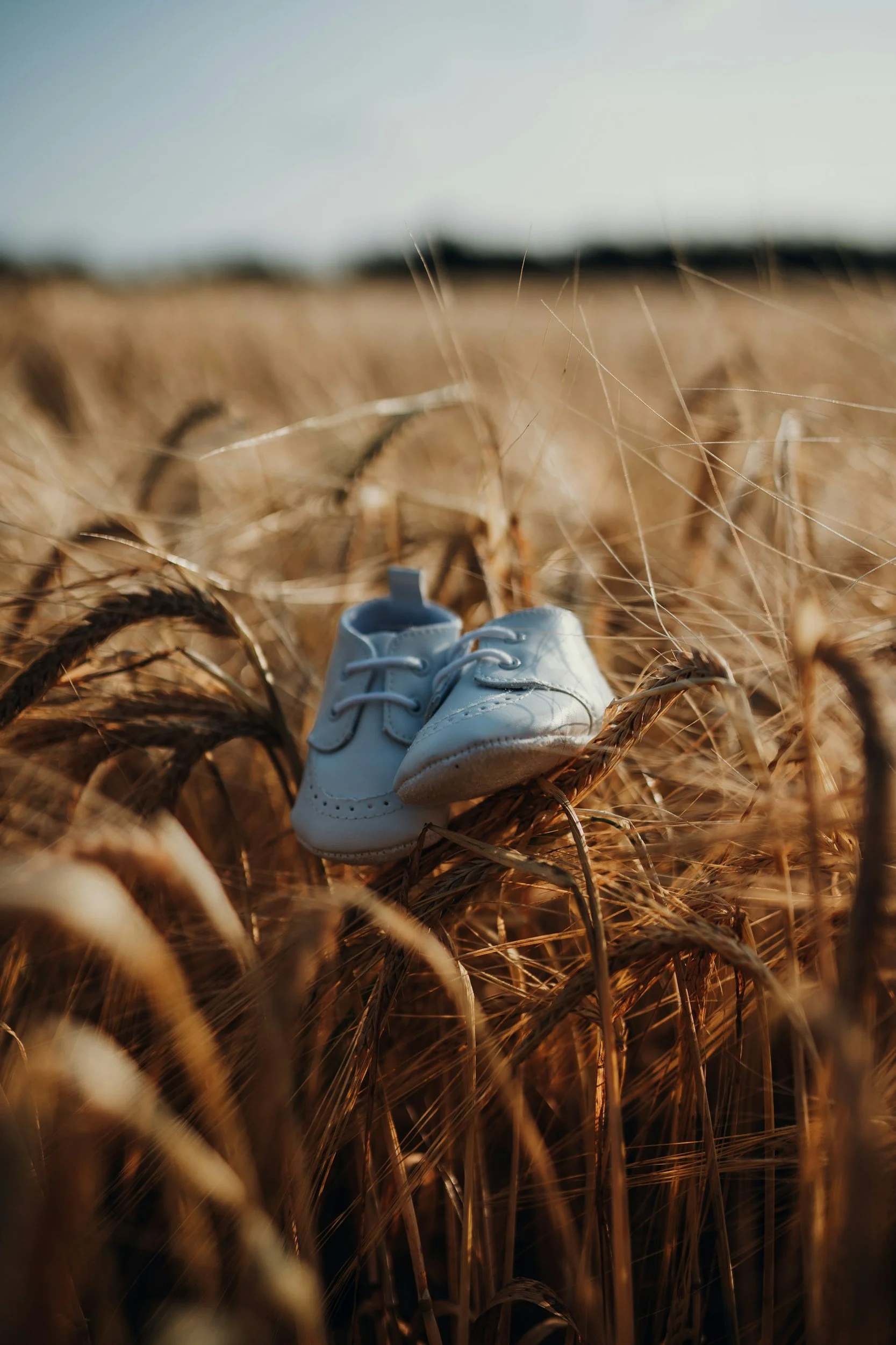 a pair of baby shoes balancing on some wheat in the evening sunset