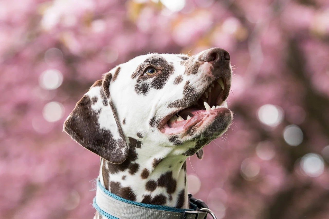 dalmatian cherry blossom background