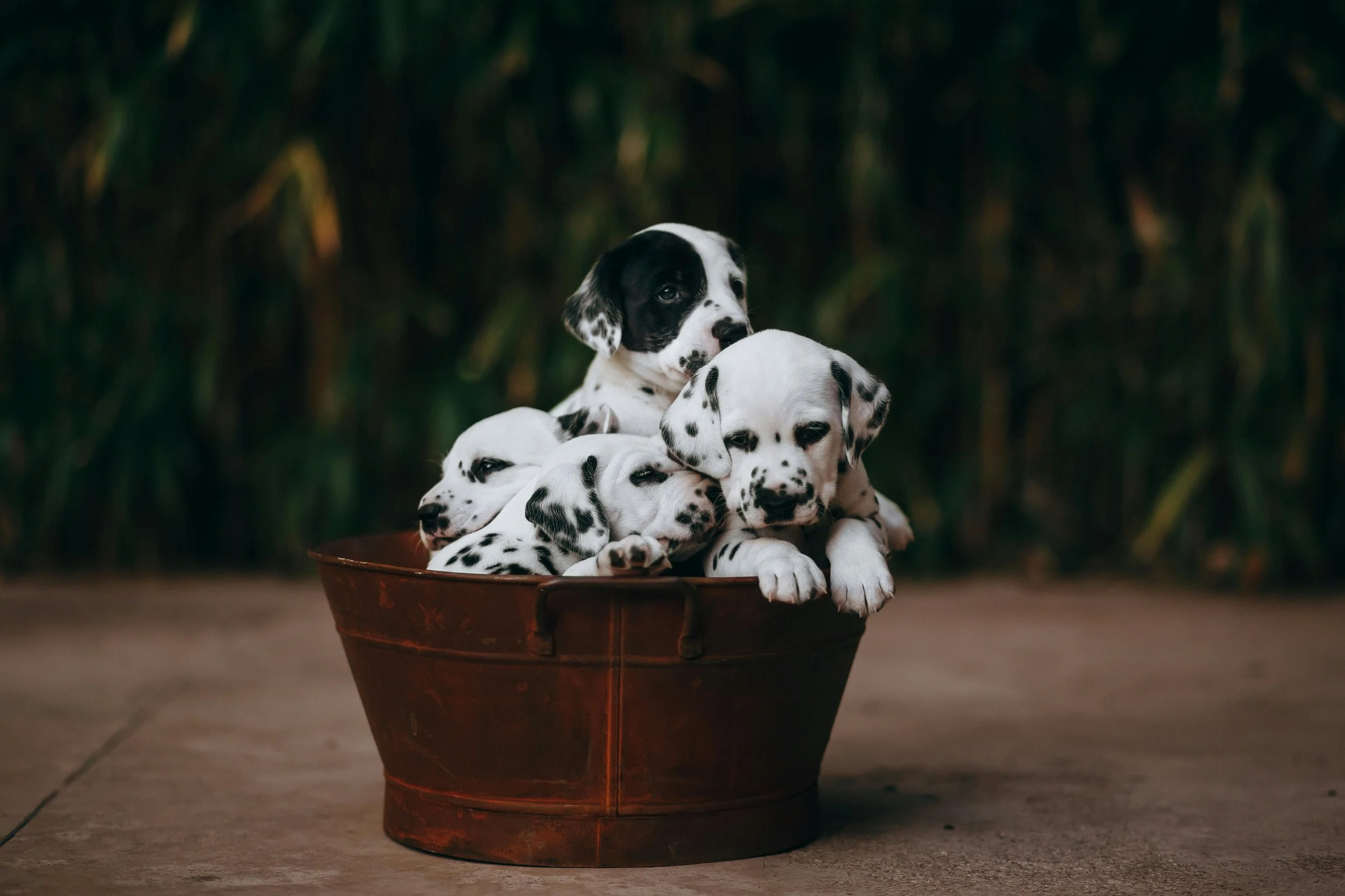 four black and white spotted puppies in a metal barrel