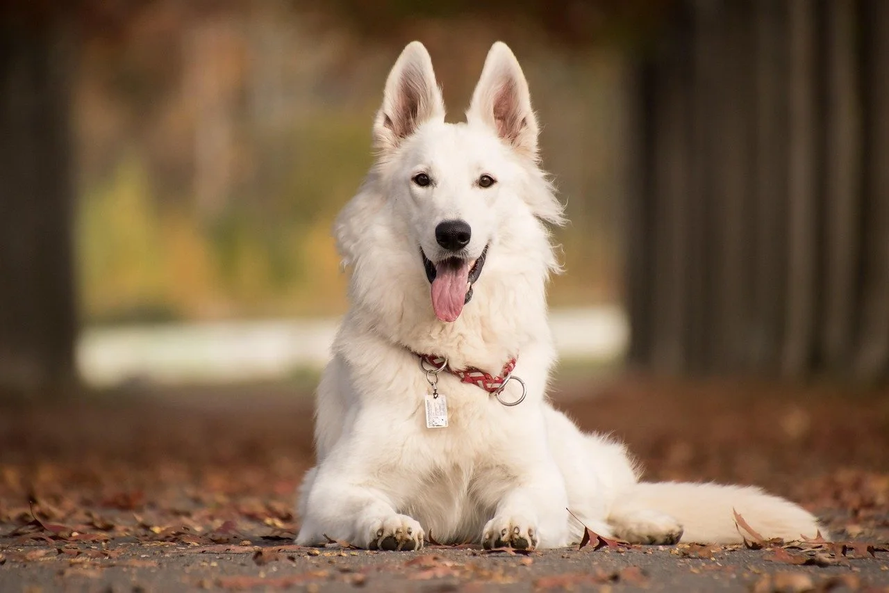 white German shepherd lay down with autumn background