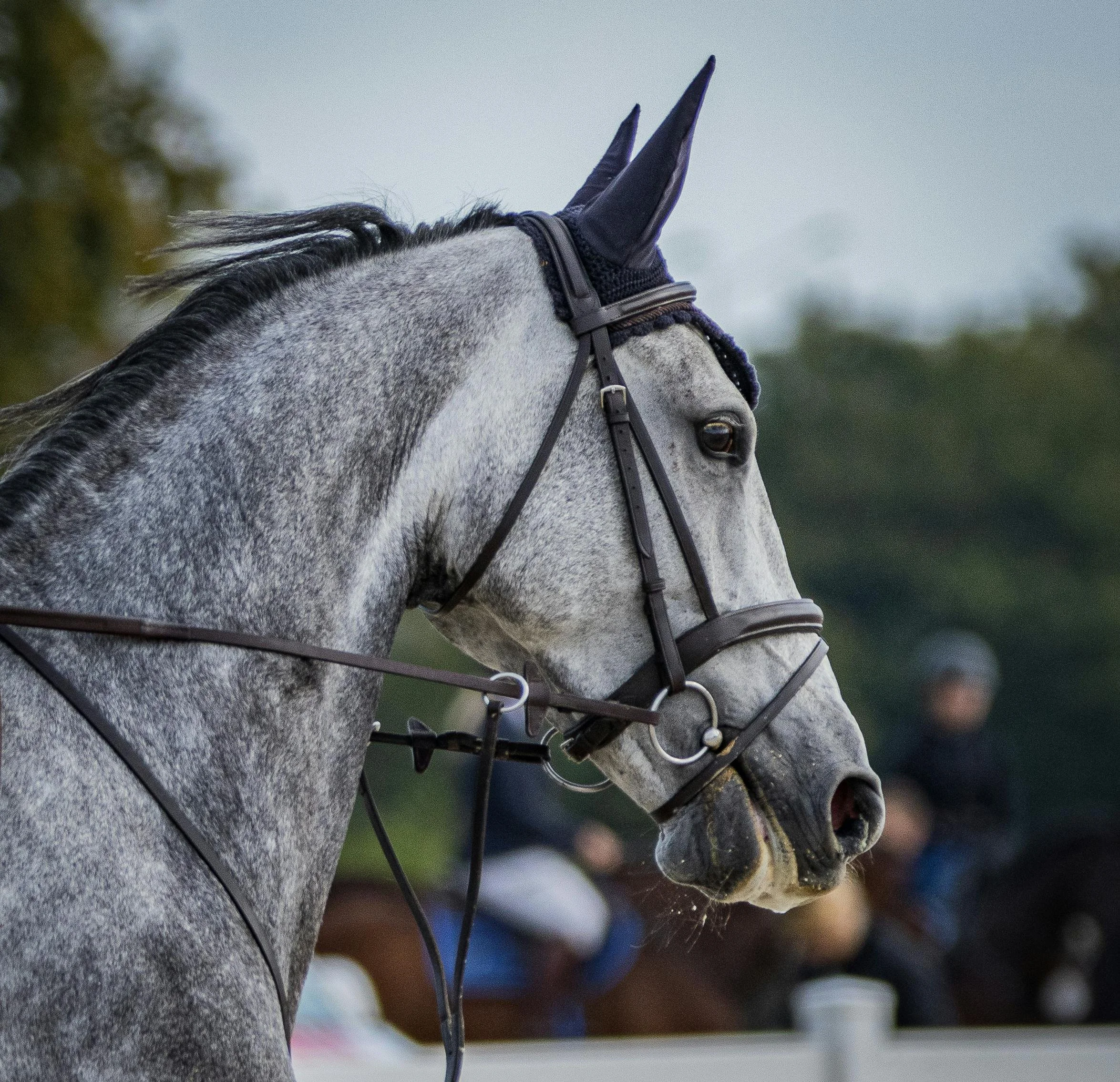 grey horse cantering around the arena