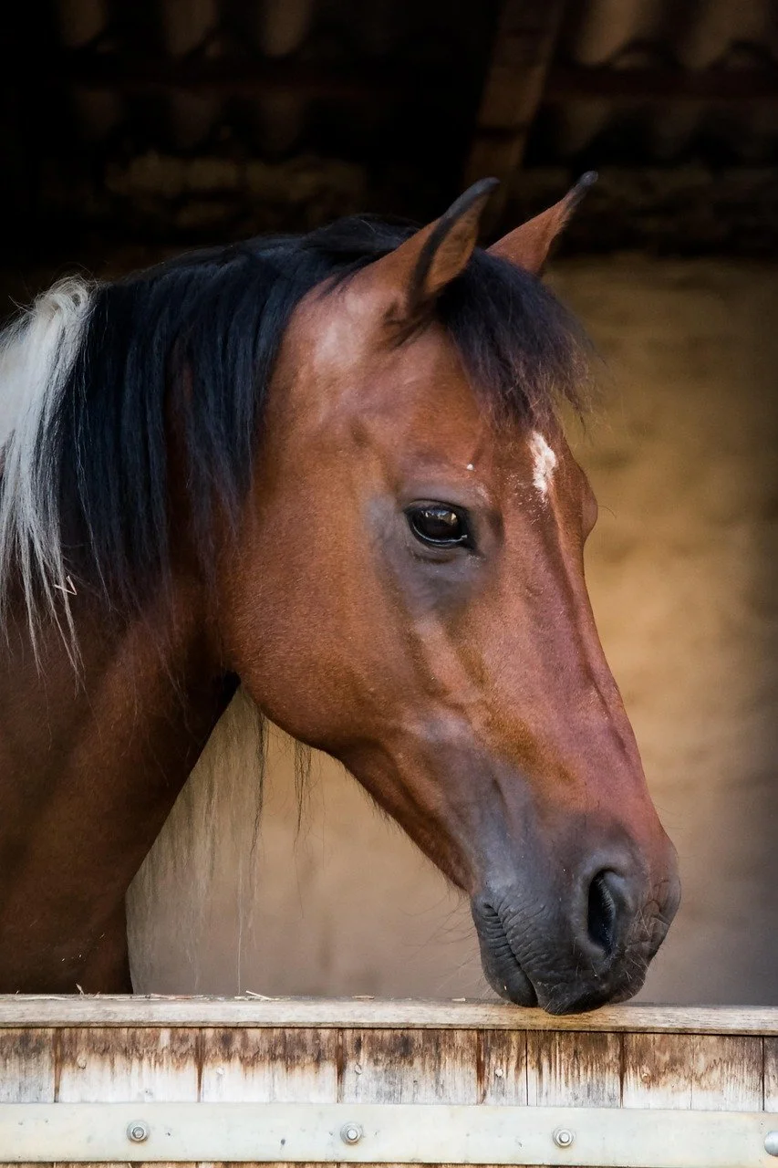 horse in stable looking out over the stable door with subtle lighting