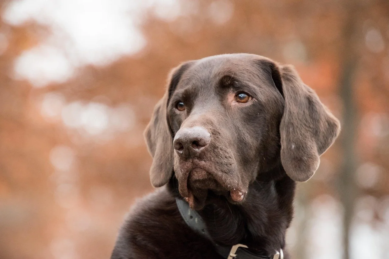 chocolate lab autumn background