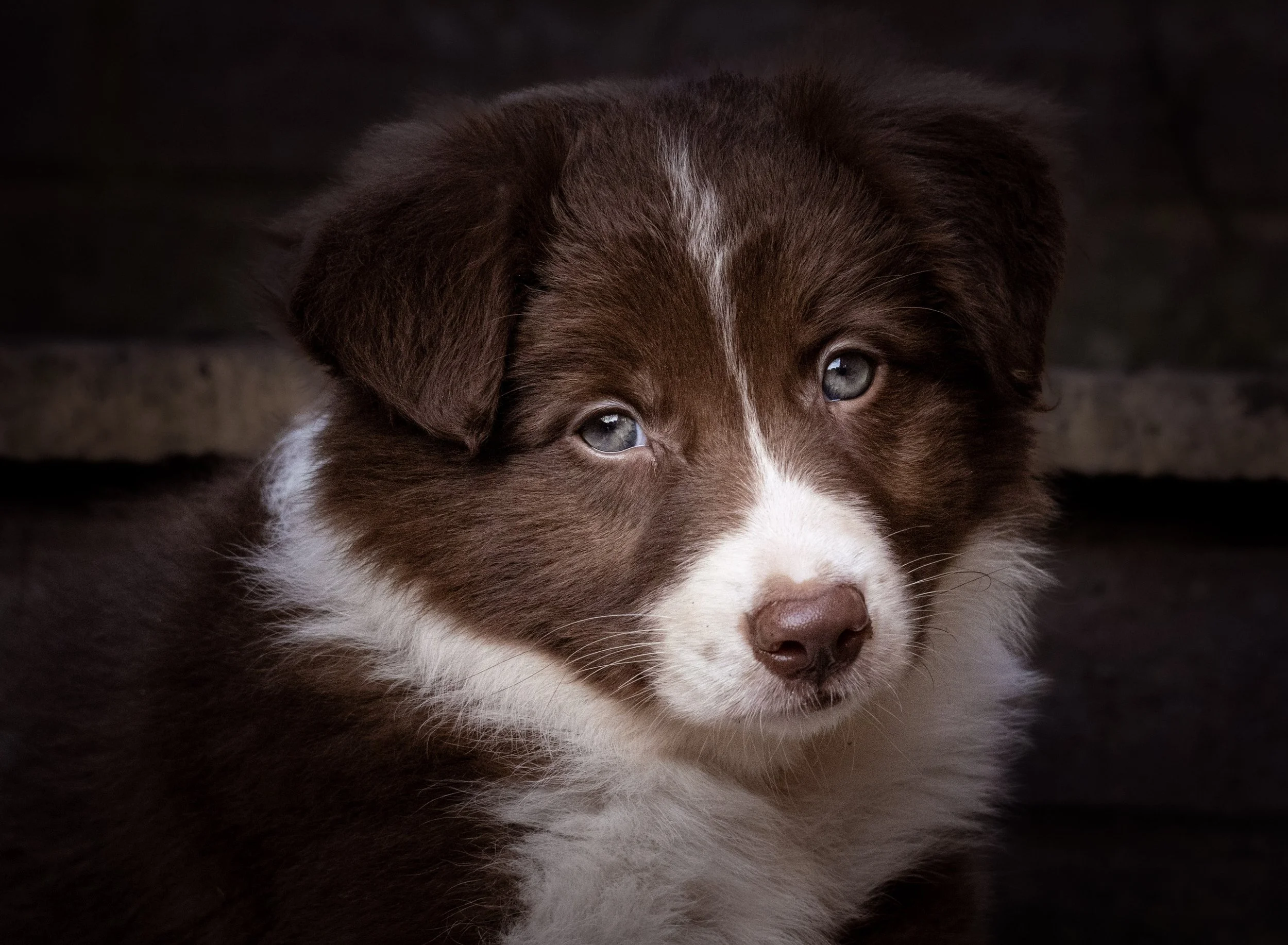 Close-up of a brown and white puppy with blue eyes against a dark background.