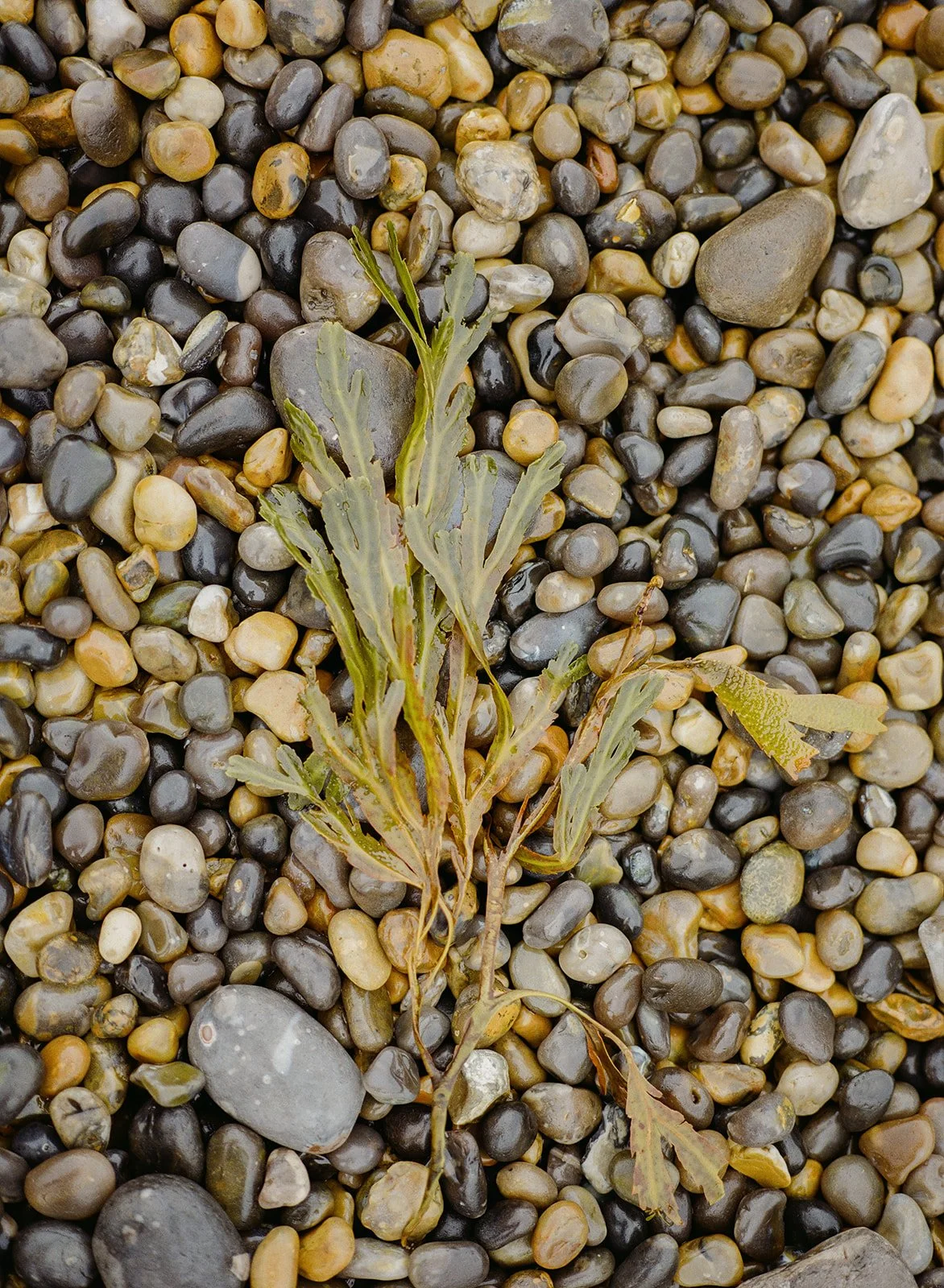 A photograph of wet green seaweed laid out over small wet pebbles at the beach.