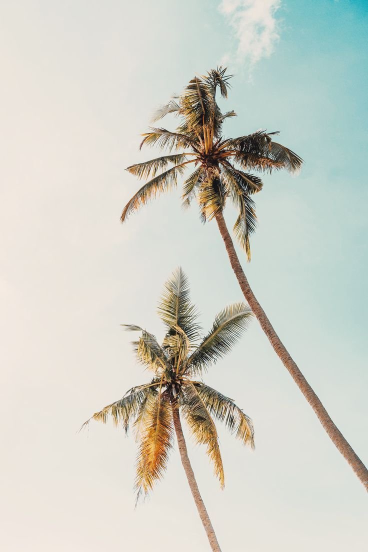 Two tall palm trees against a partly cloudy sky.