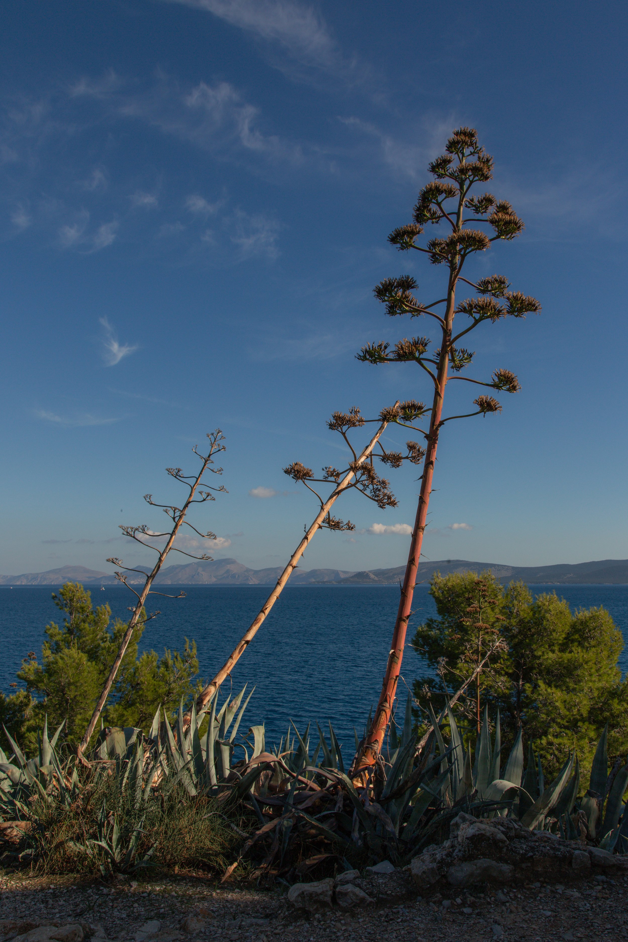 _JVH0981-2.jpg