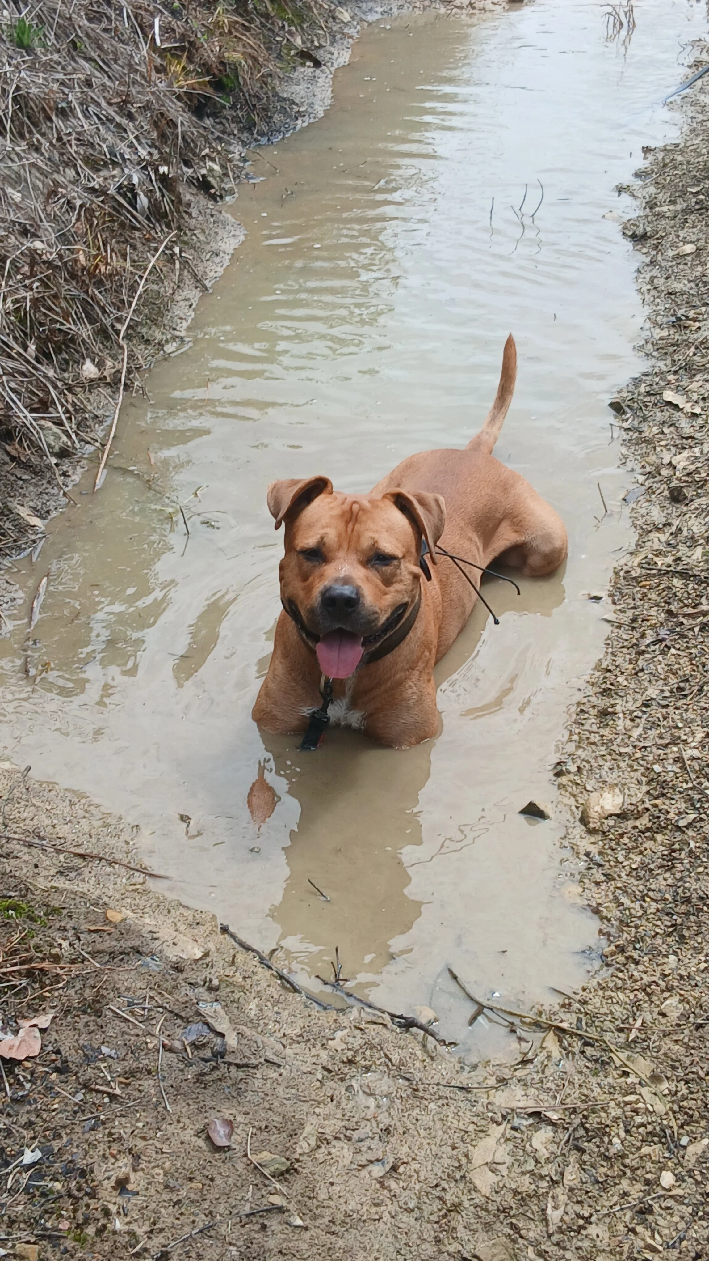 Dog Training on the Rail Trail — Real-World Training in Murwillumbah
