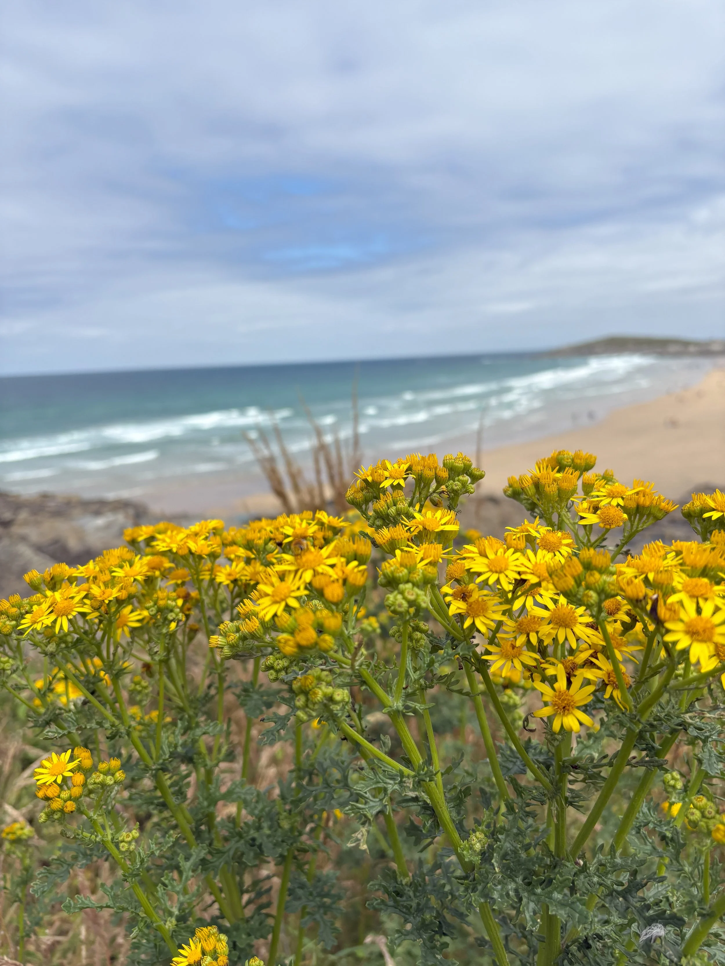 Ragwort: A Plant Misunderstood - "Community Life Giver painted as a Toxic Weed"