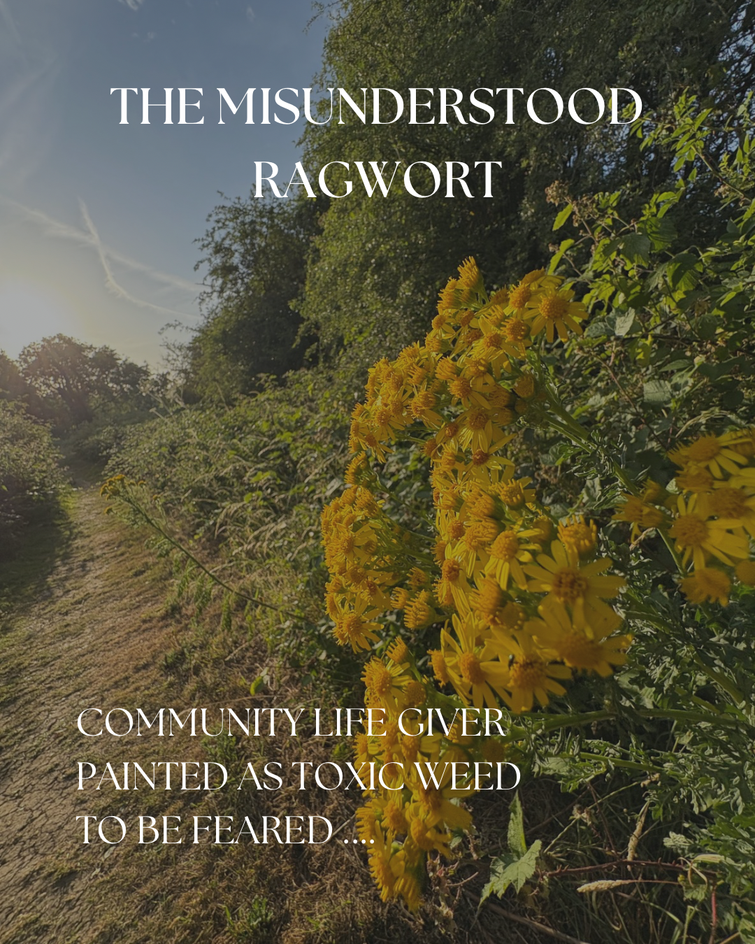 Ragwort: A Plant Misunderstood - "Community Life Giver painted as a Toxic Weed"