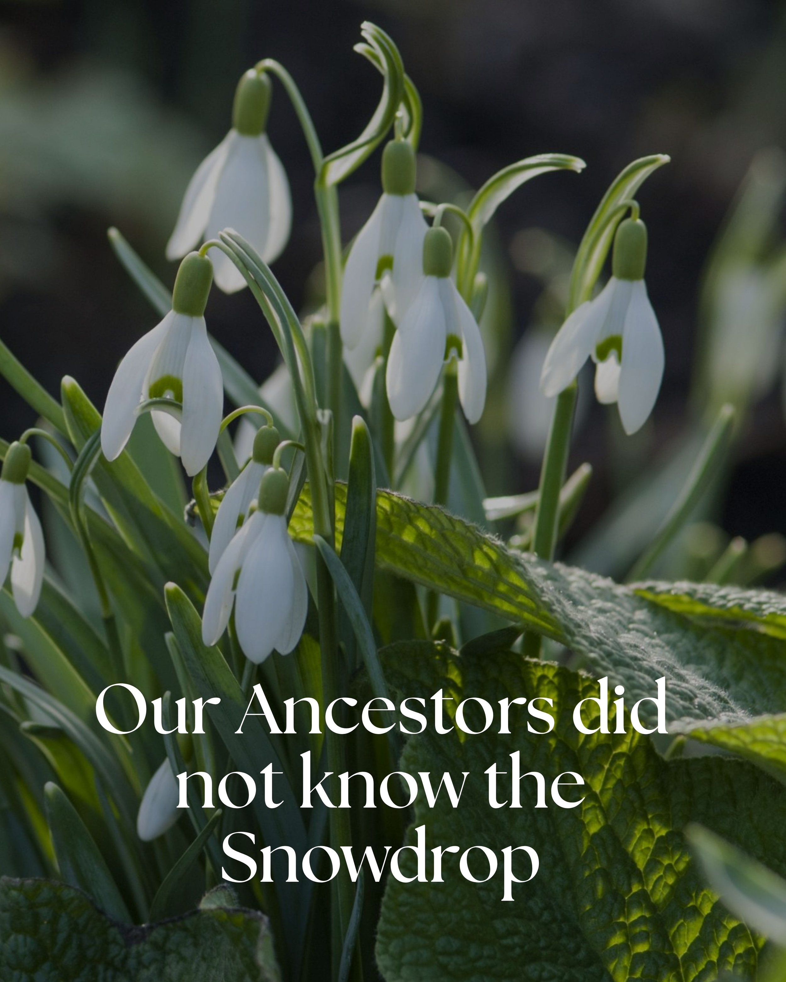 Our Ancestors did not have a relationship with Snowdrop