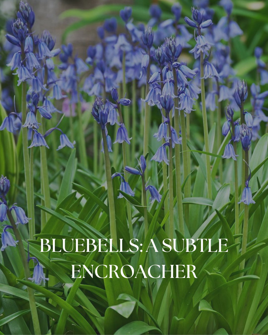 Bluebells: A Subtle Encroacher