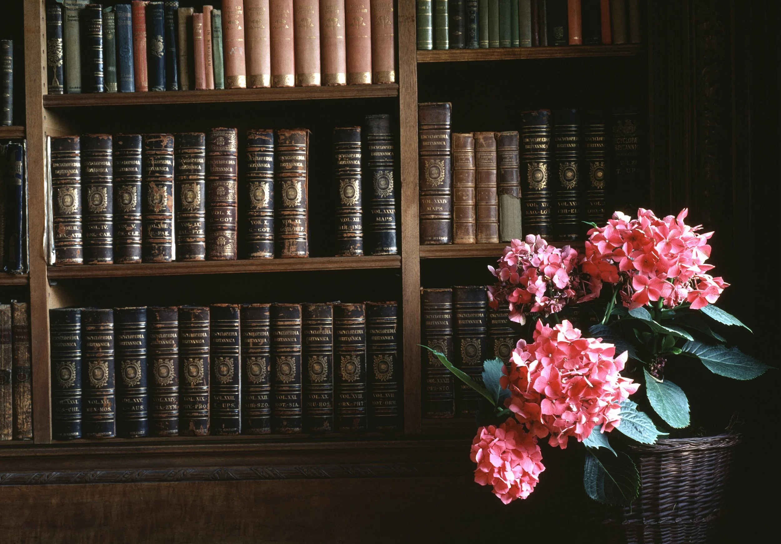 A wooden bookshelf filled with old, leather-bound encyclopedias and a pink hydrangea plant in a woven basket.