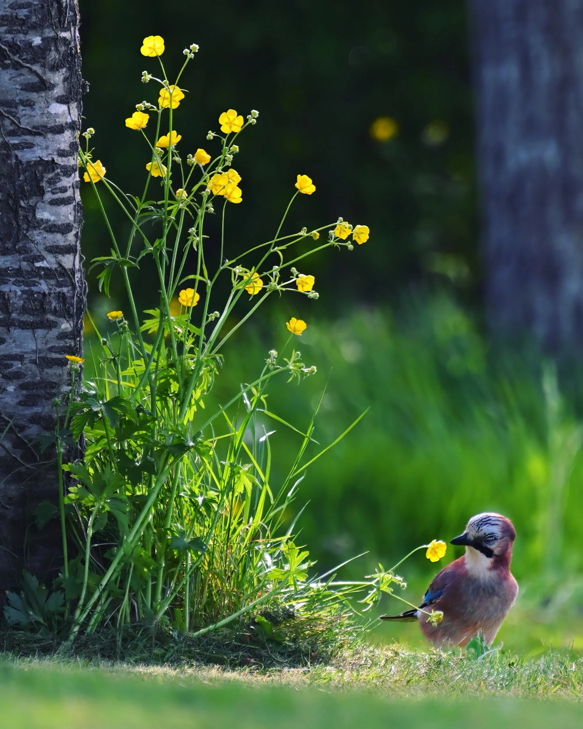 Un petit oiseau coloré se tient sur l'herbe, à côté de grands feuillages et de deux troncs d'arbres.