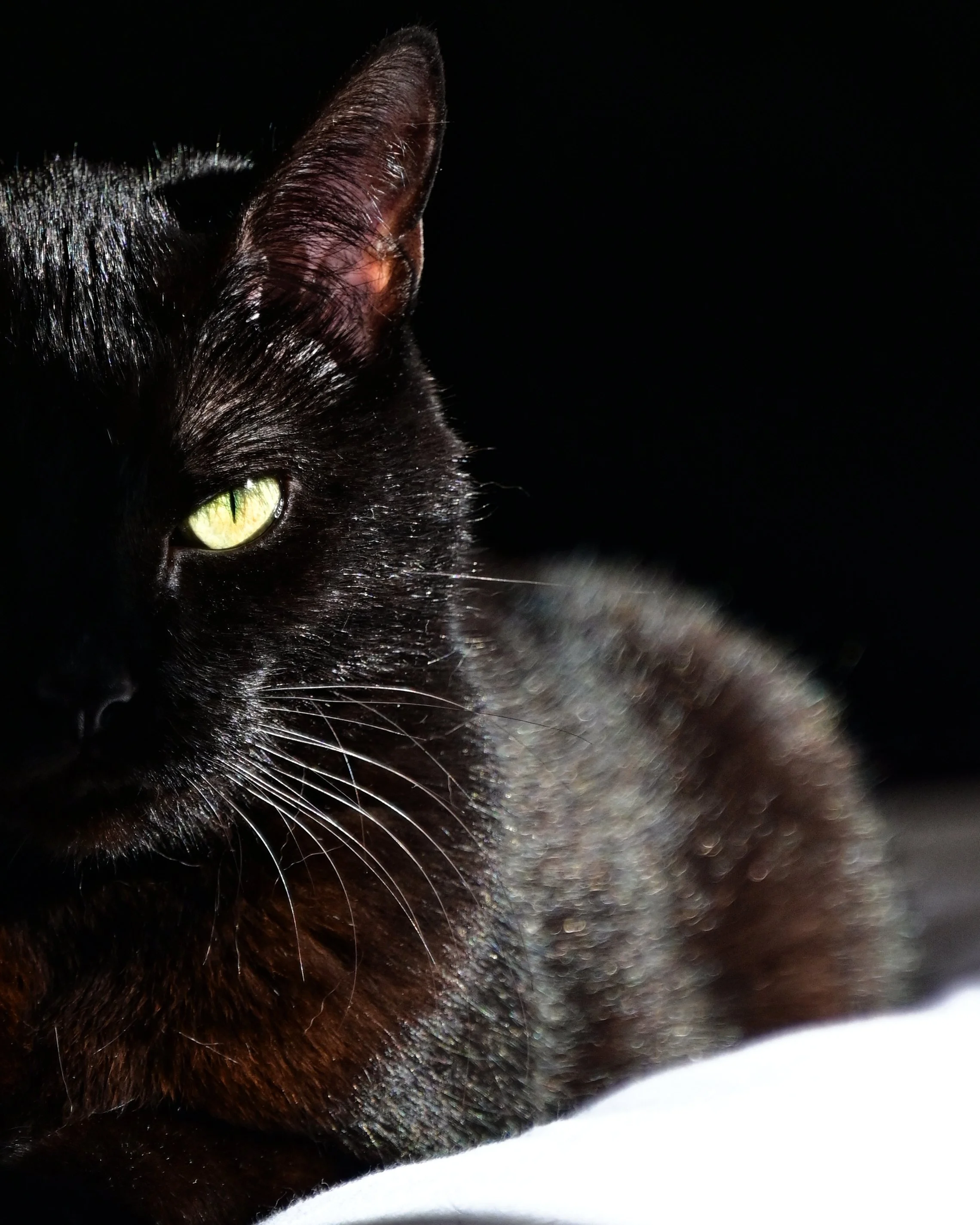 Gros plan d'un chat noir, montrant ses yeux verts et ses oreilles, avec un fond noir.