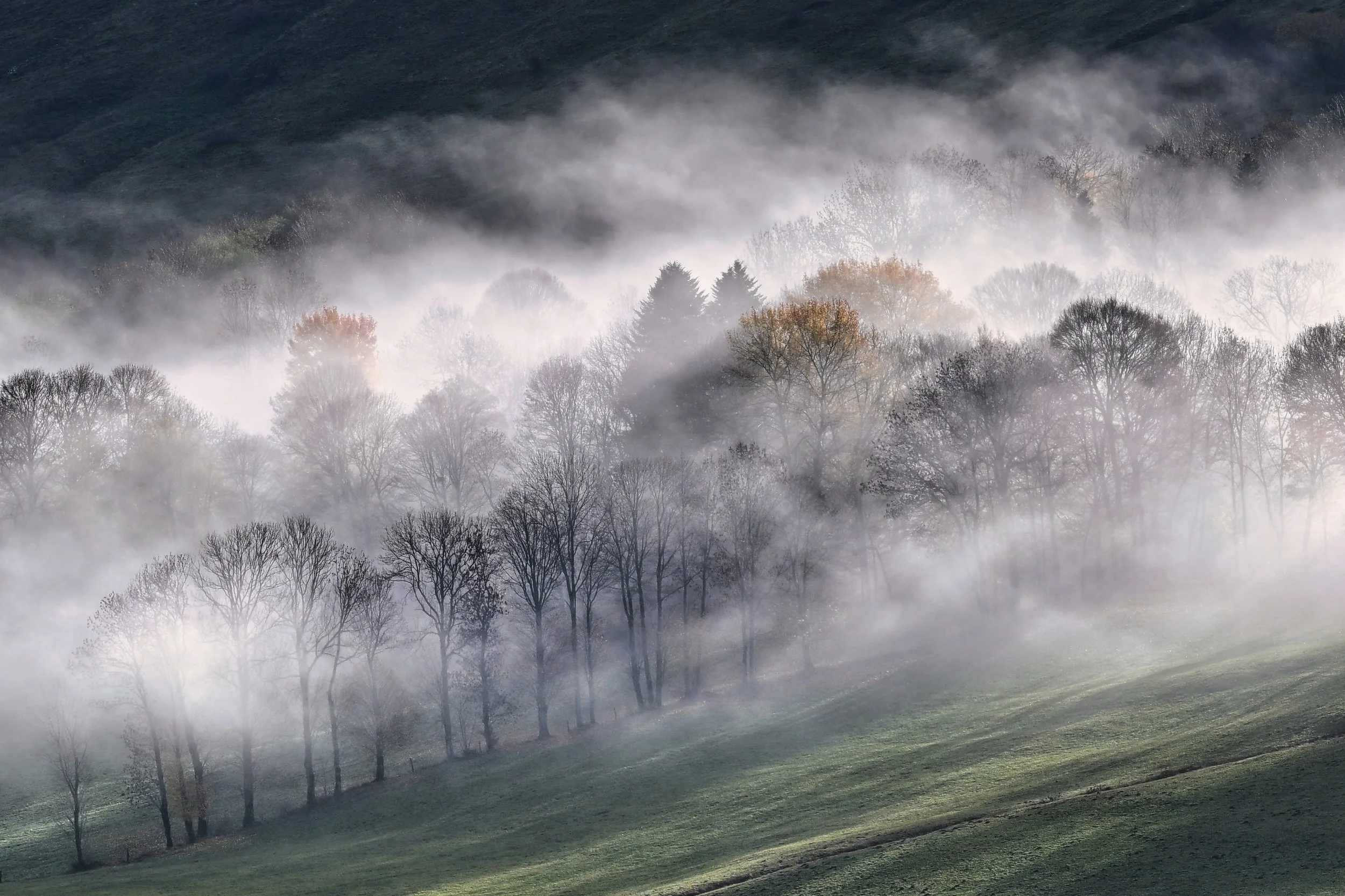 Une forêt brumeuse avec des arbres dénudés, au pied d'une colline verte, sous un ciel brumeux.