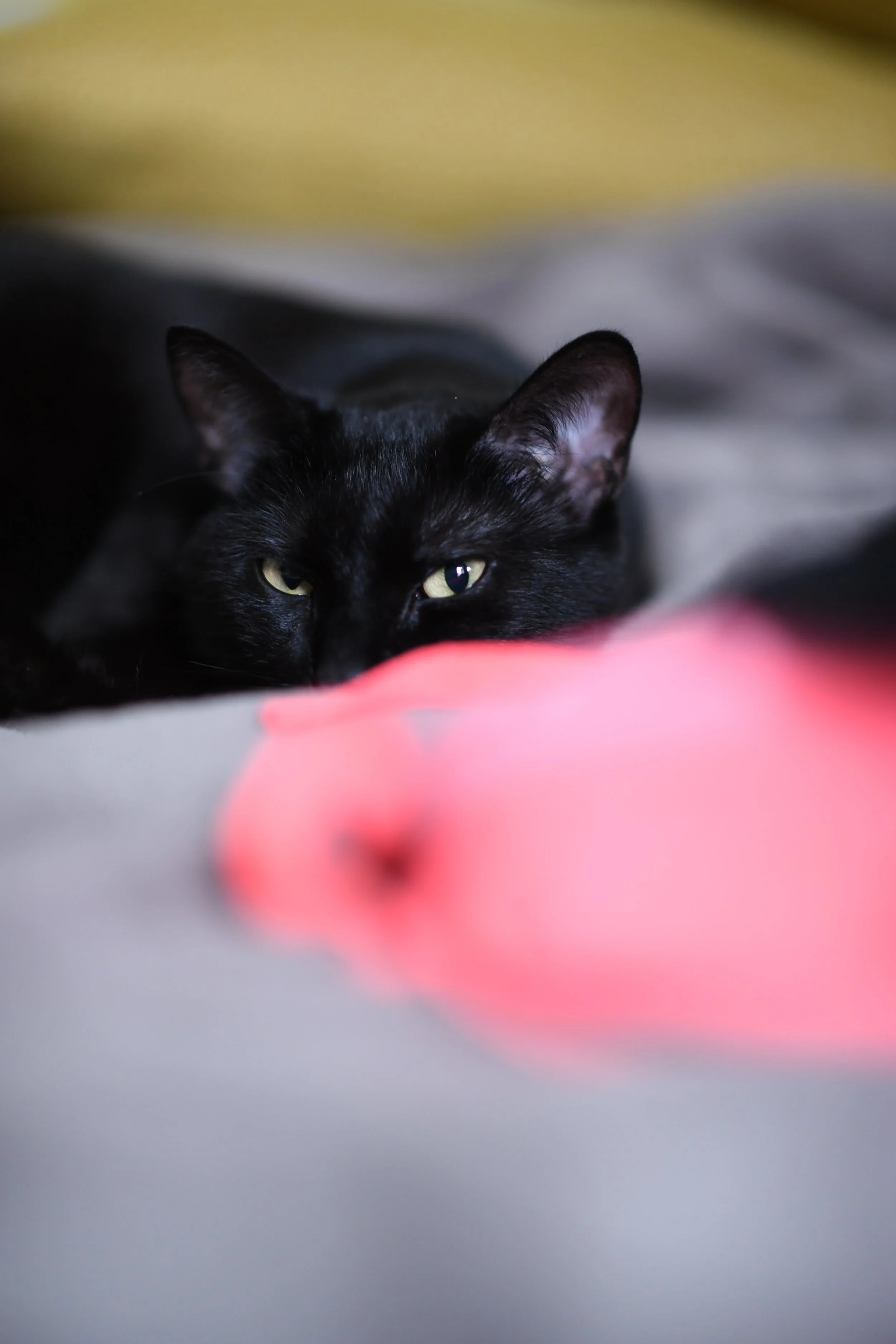 Un chat noir repose sur un lit, avec la tête partiellement recouverte par une peluche rose en forme de cœur.